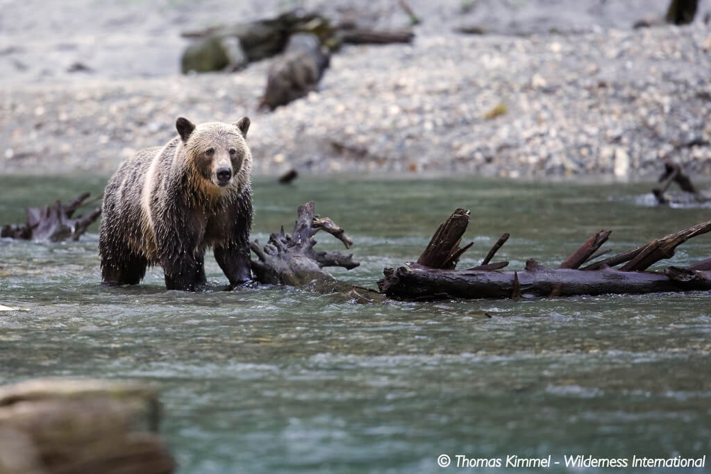 Wilderness International