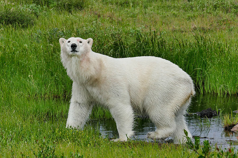 Wilderness International