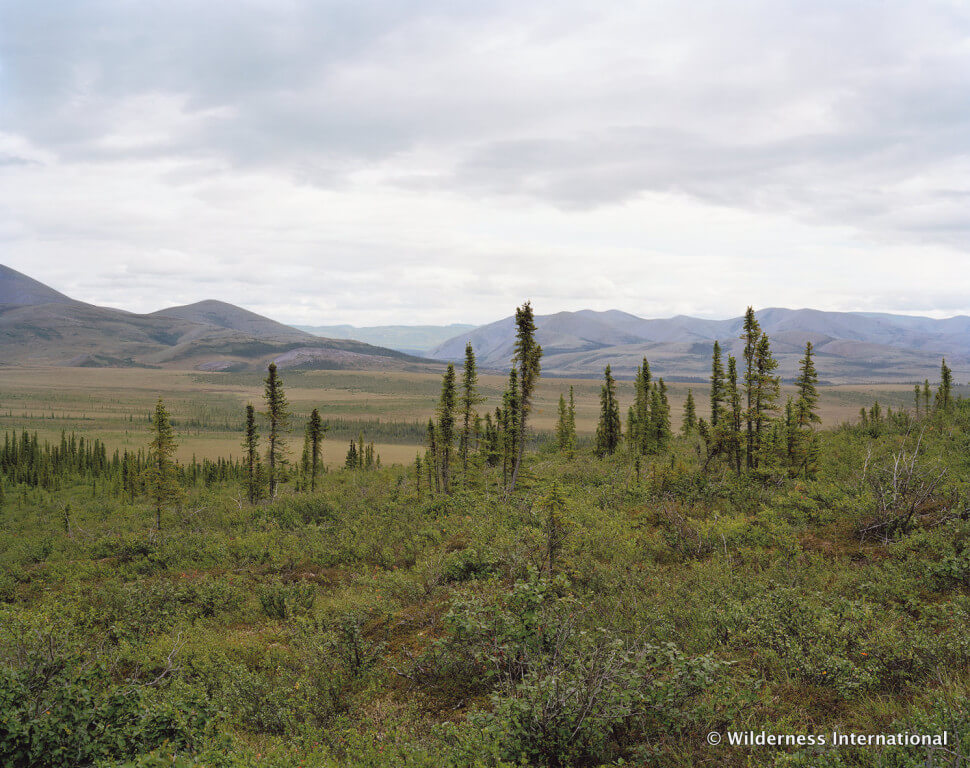 Wilderness International