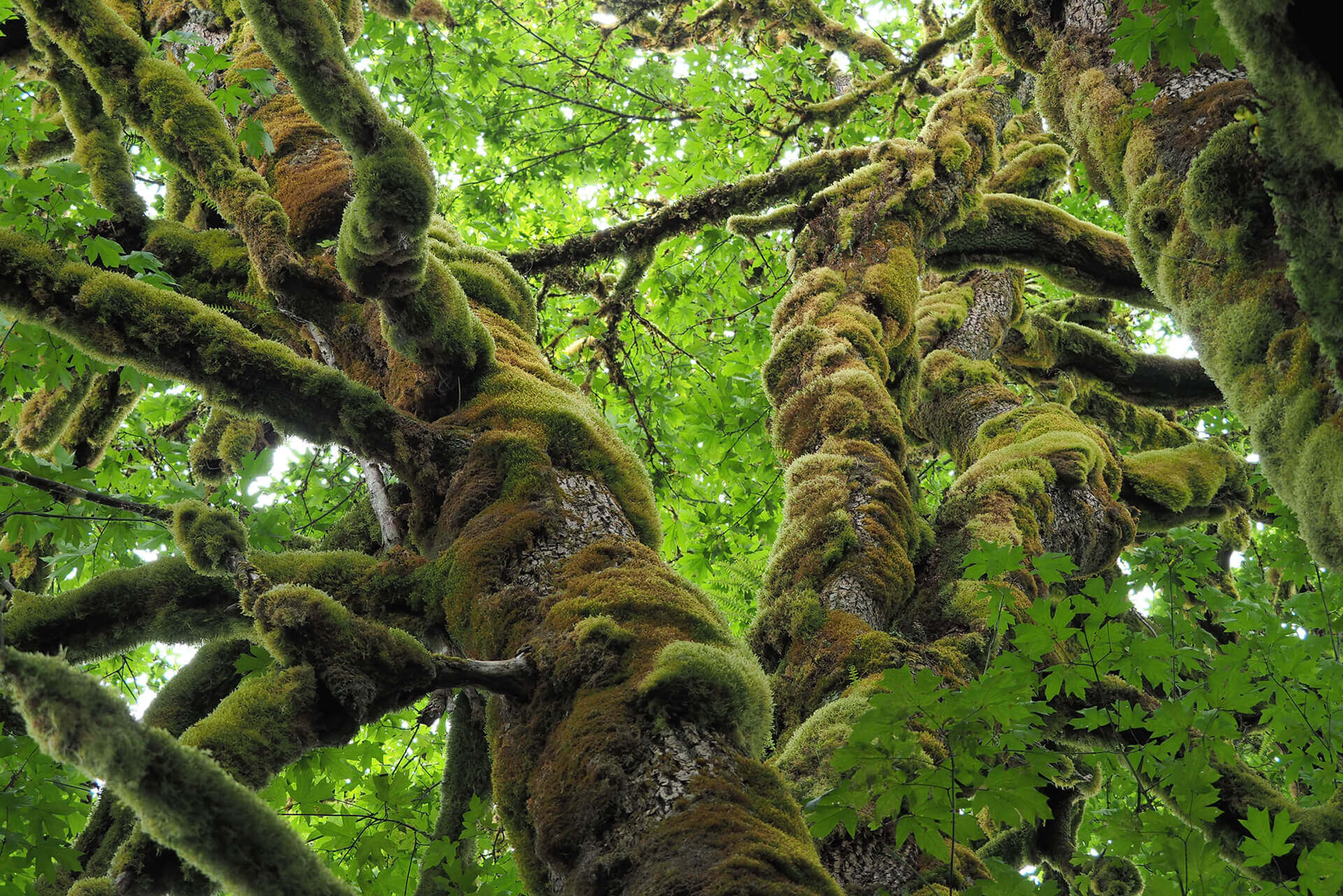 Wilderness International