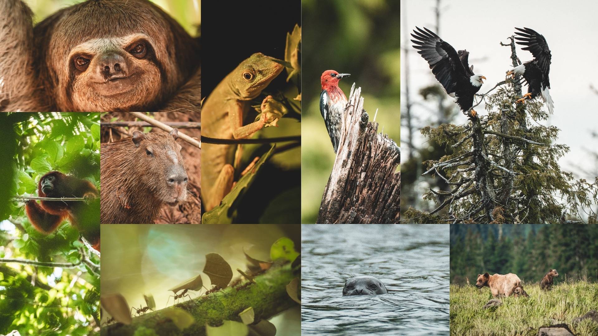 Wilderness International