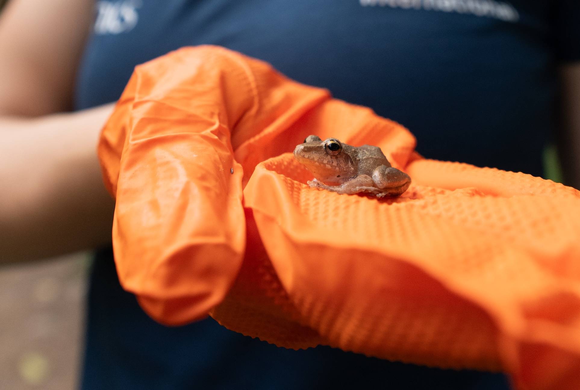 Wilderness International