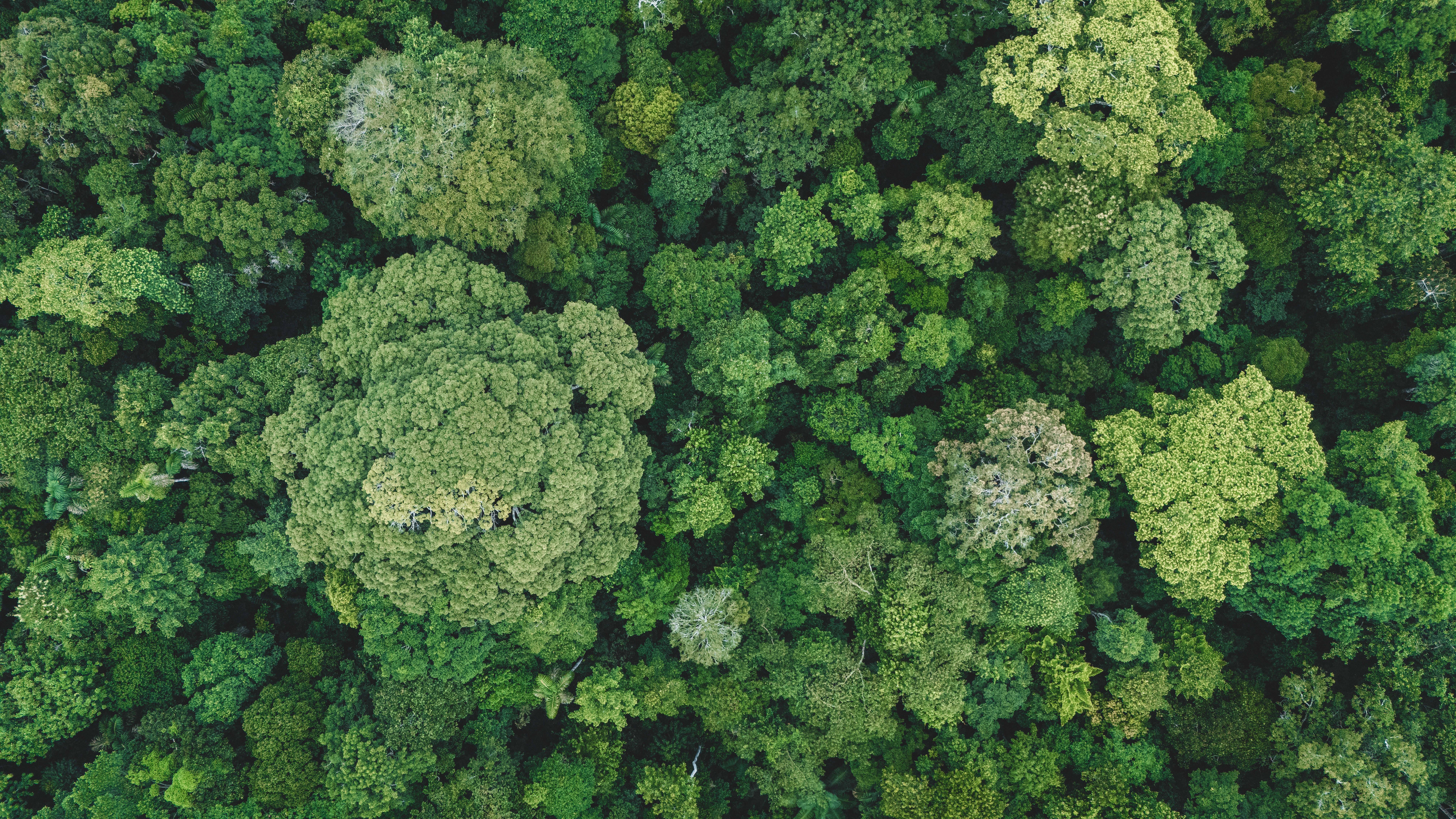 Wilderness International