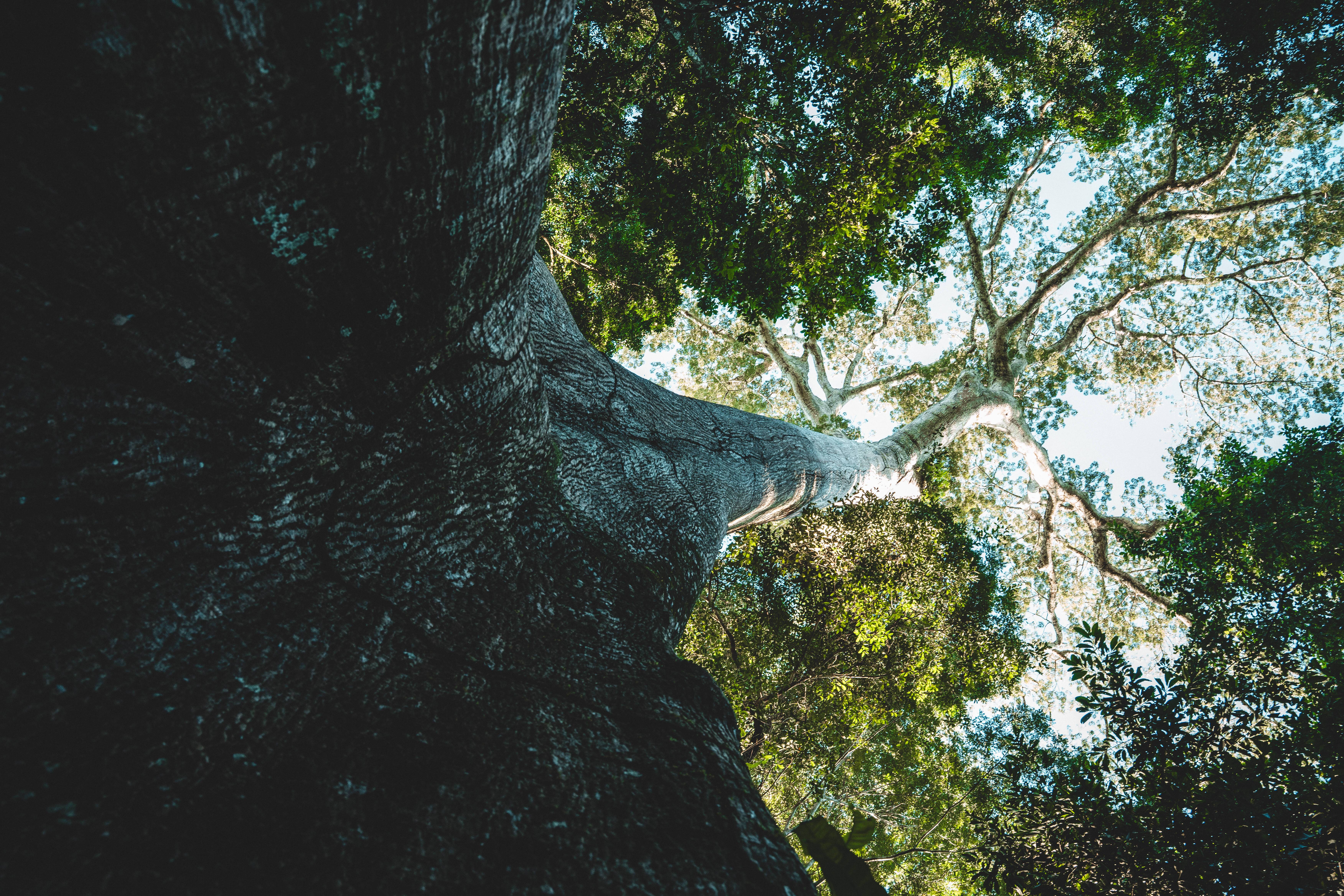 Wilderness International