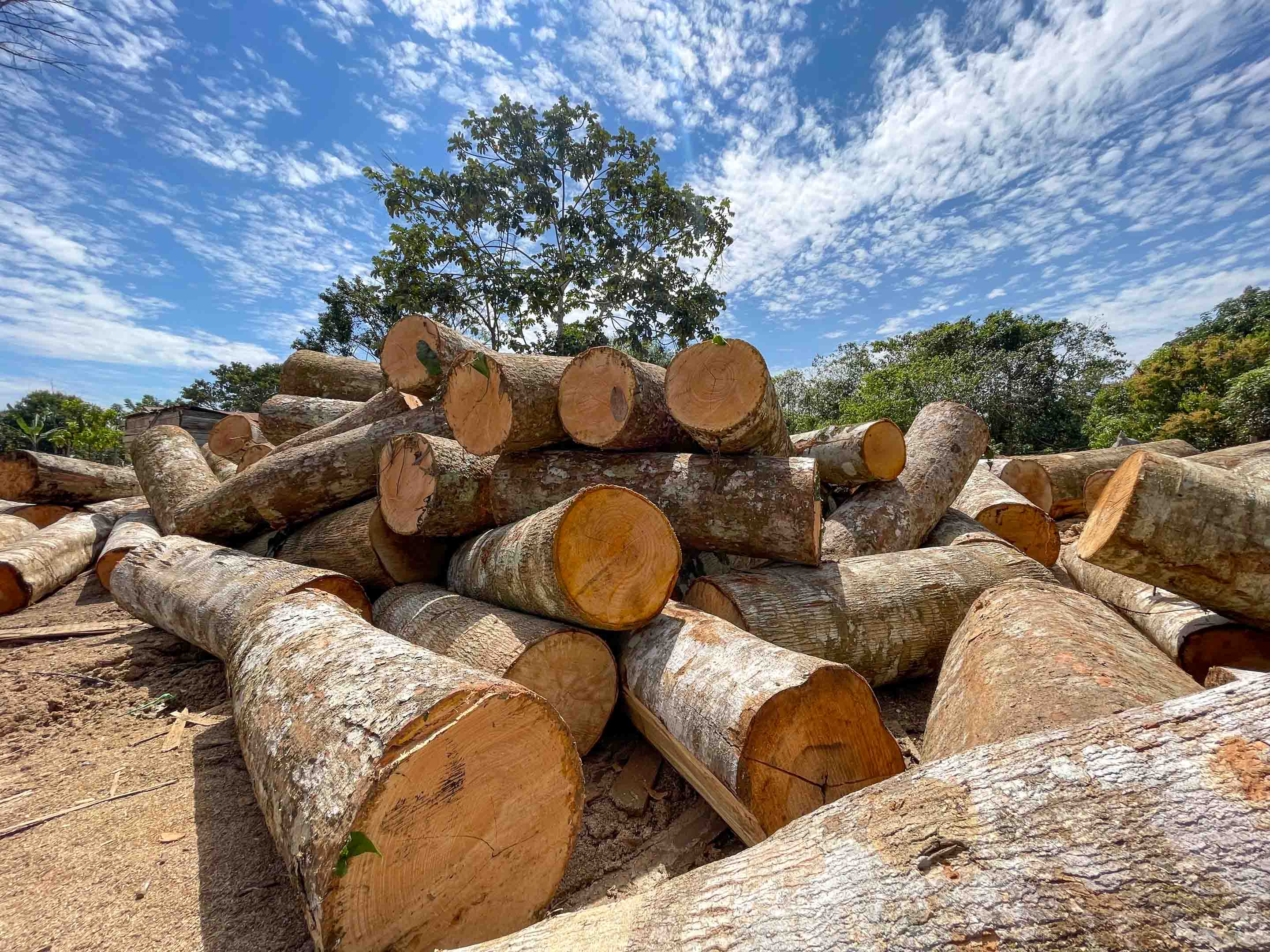 Cut down trees in rainforest Peru