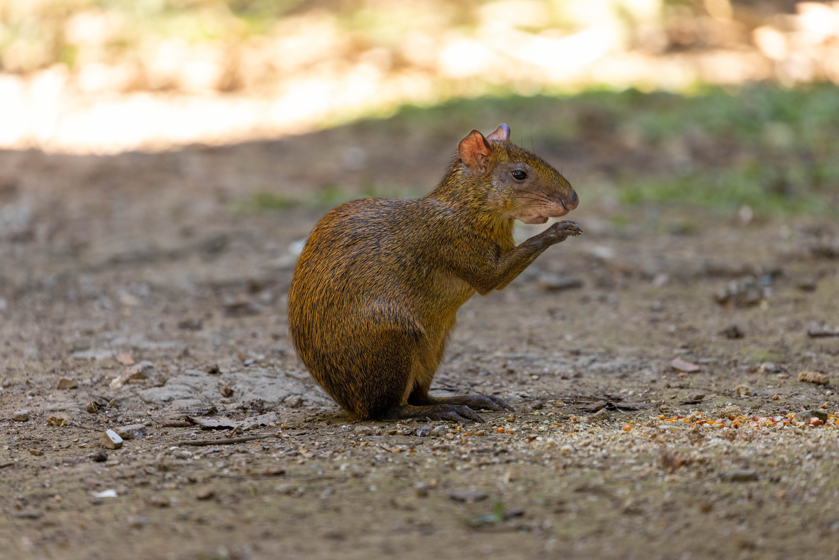 Wilderness International