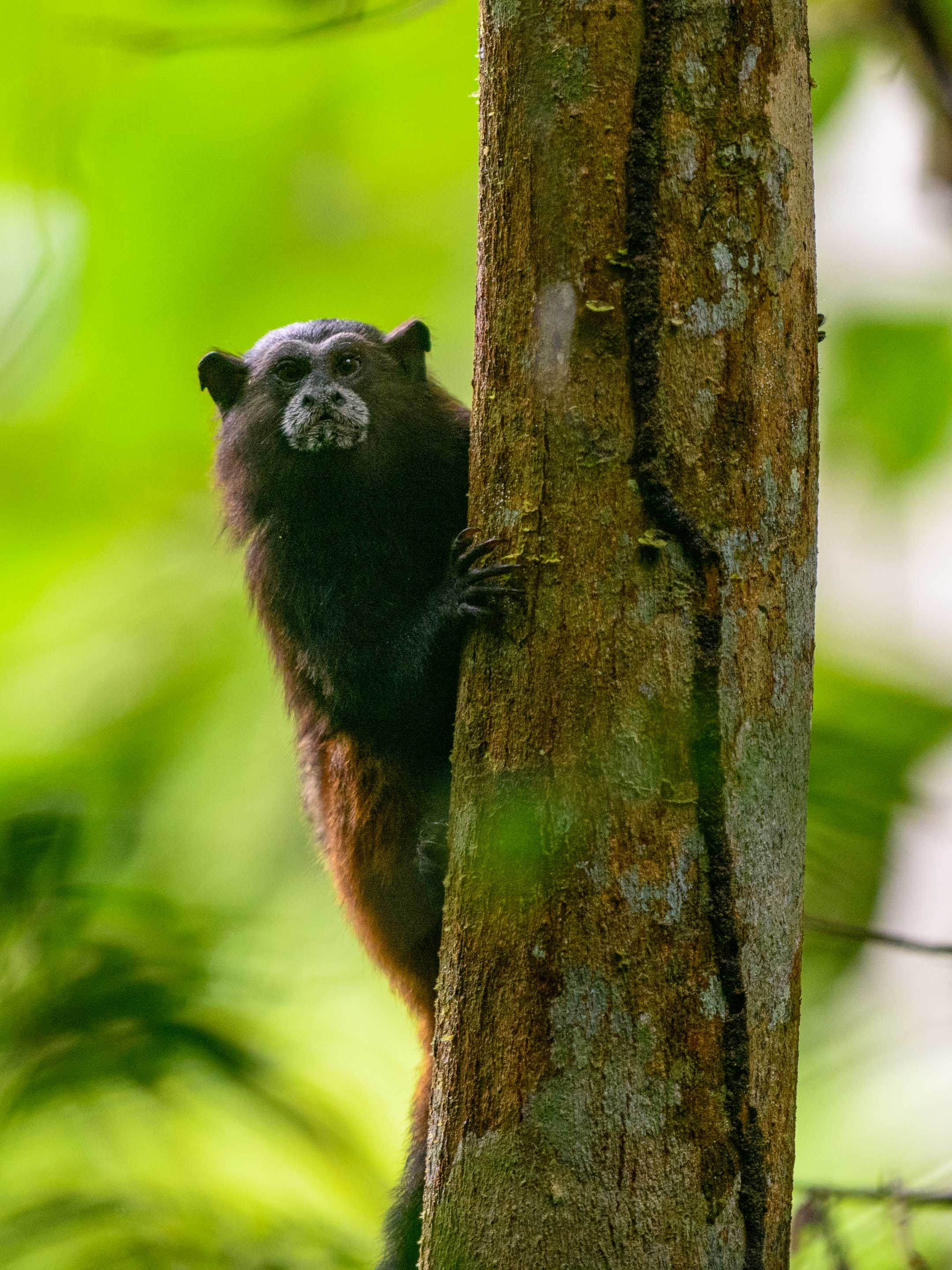 Wilderness International