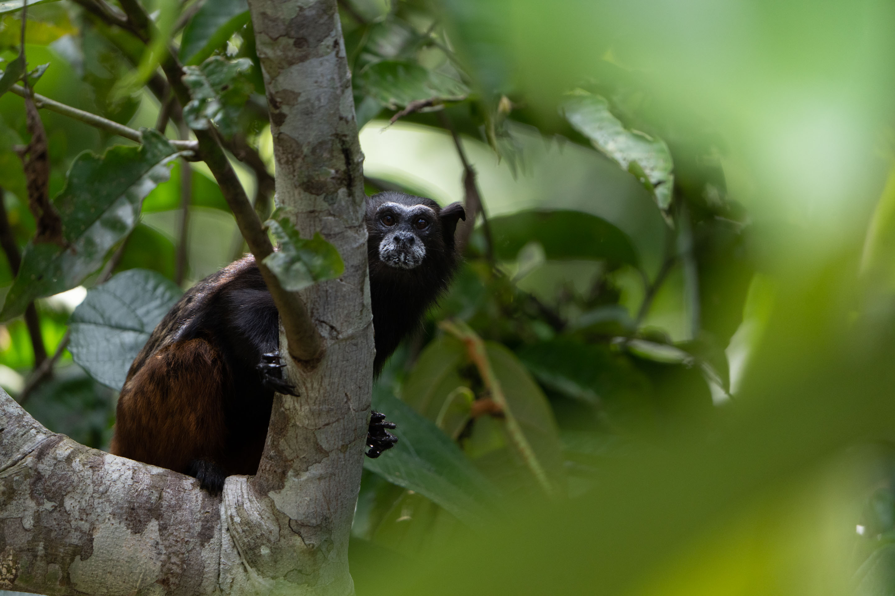 Wilderness International