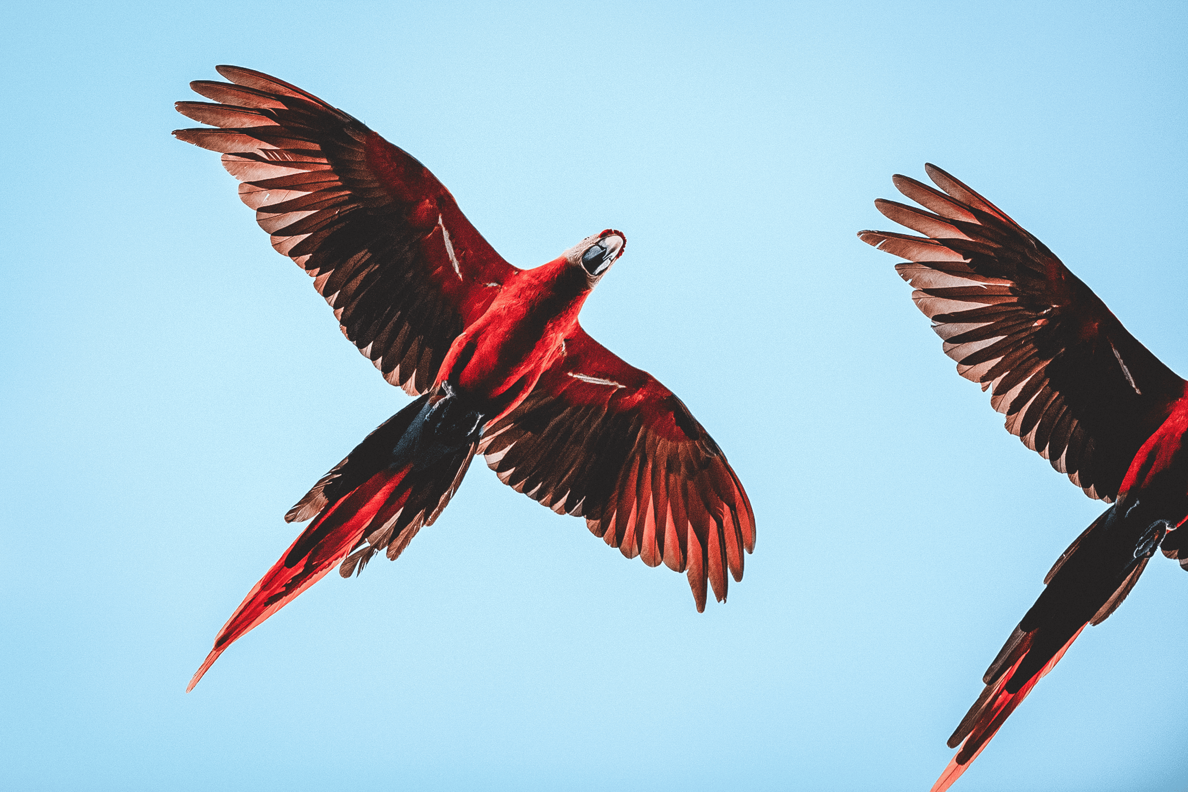 Wilderness International