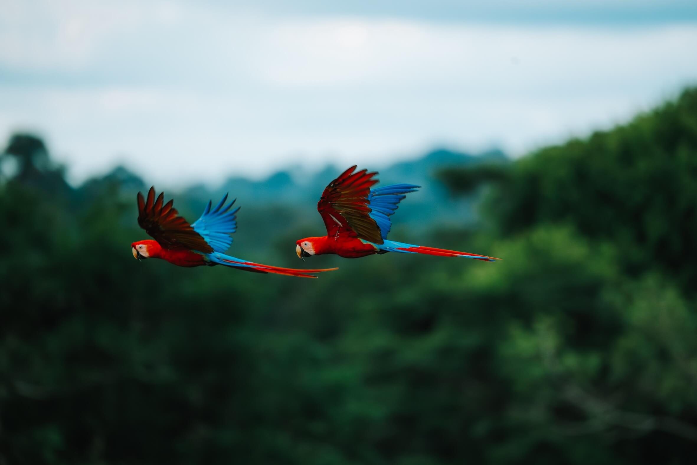 Wilderness International