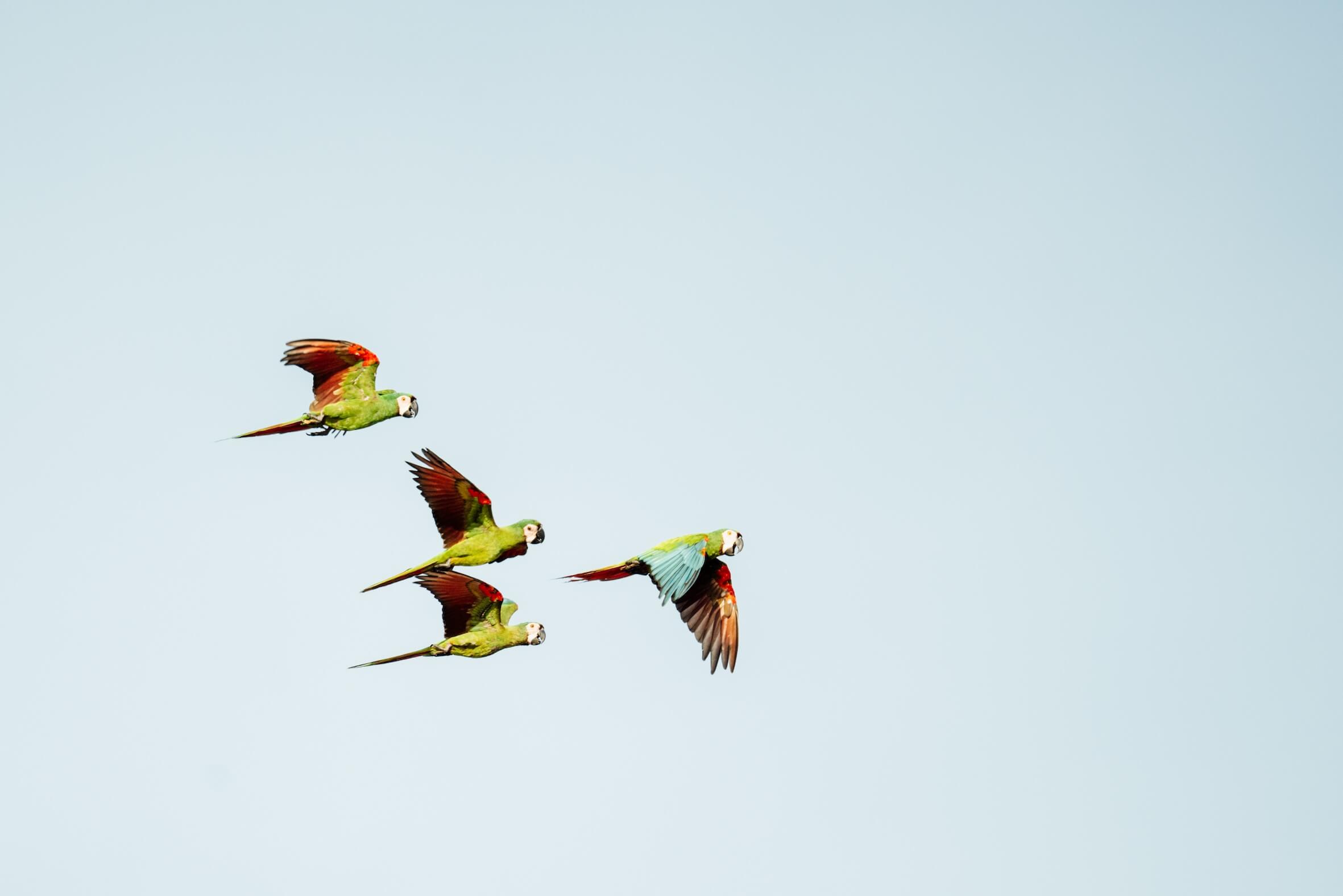 Wilderness International