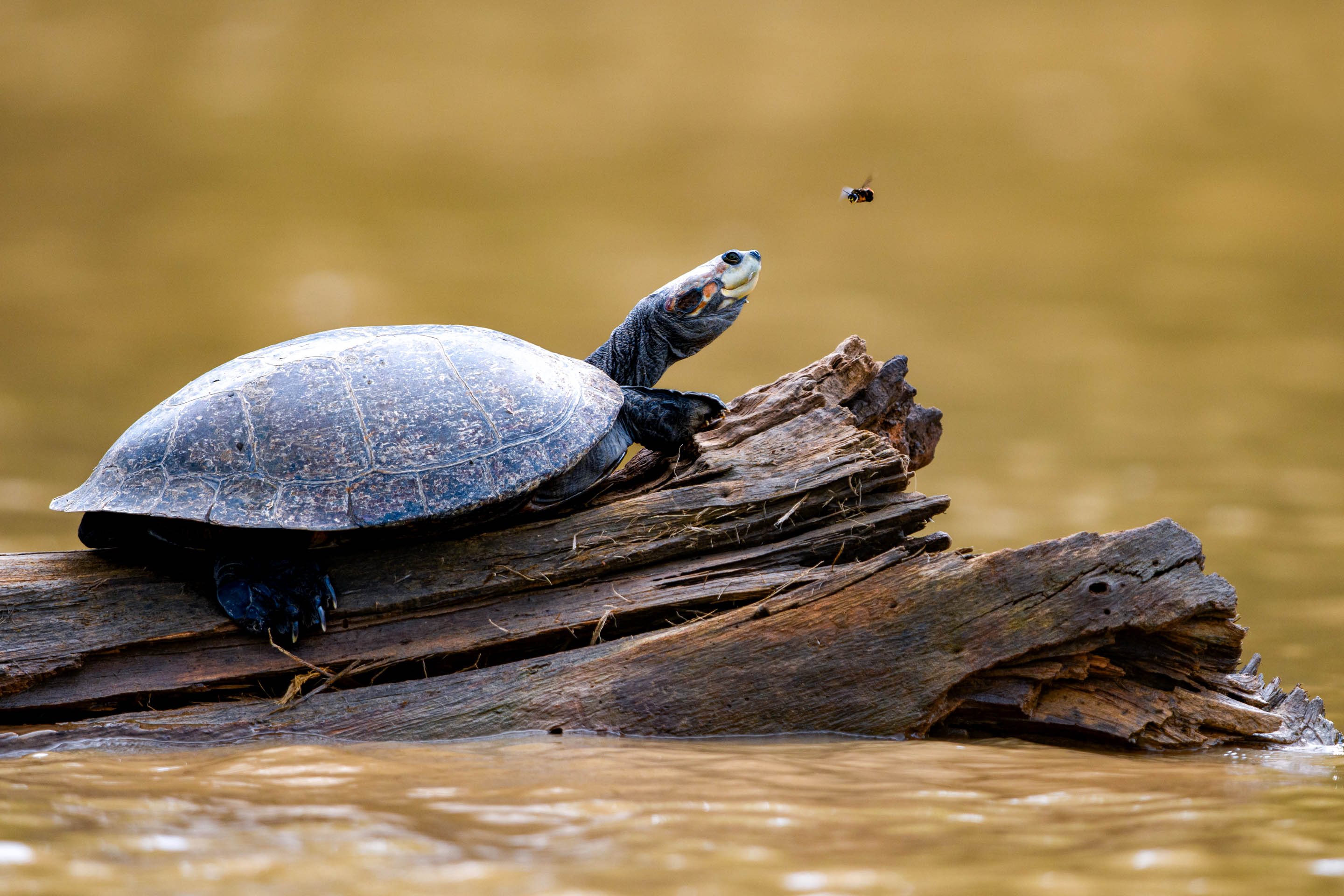 Arrau river turtle Peru Podocnemis expansa