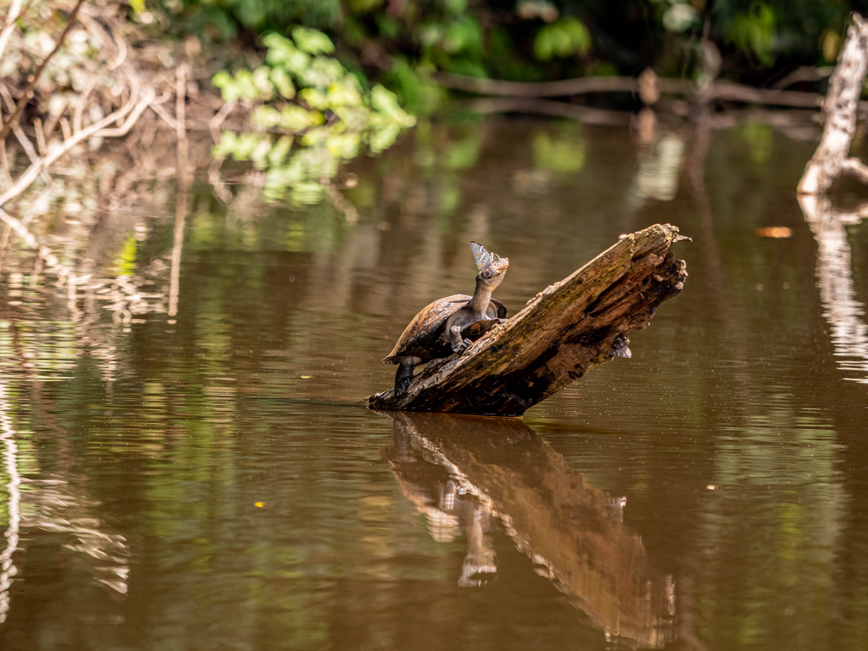 Wilderness International