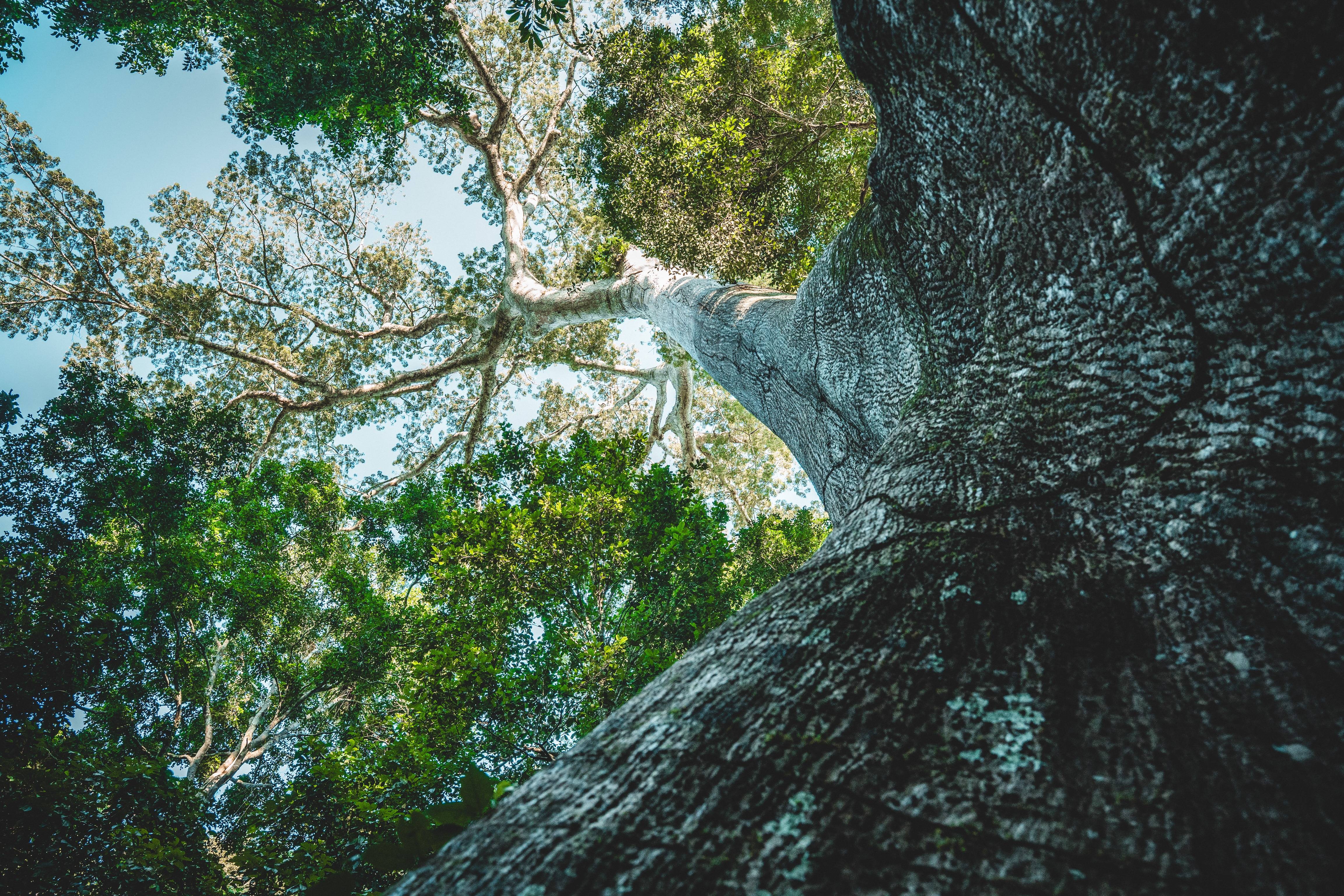 Wilderness International