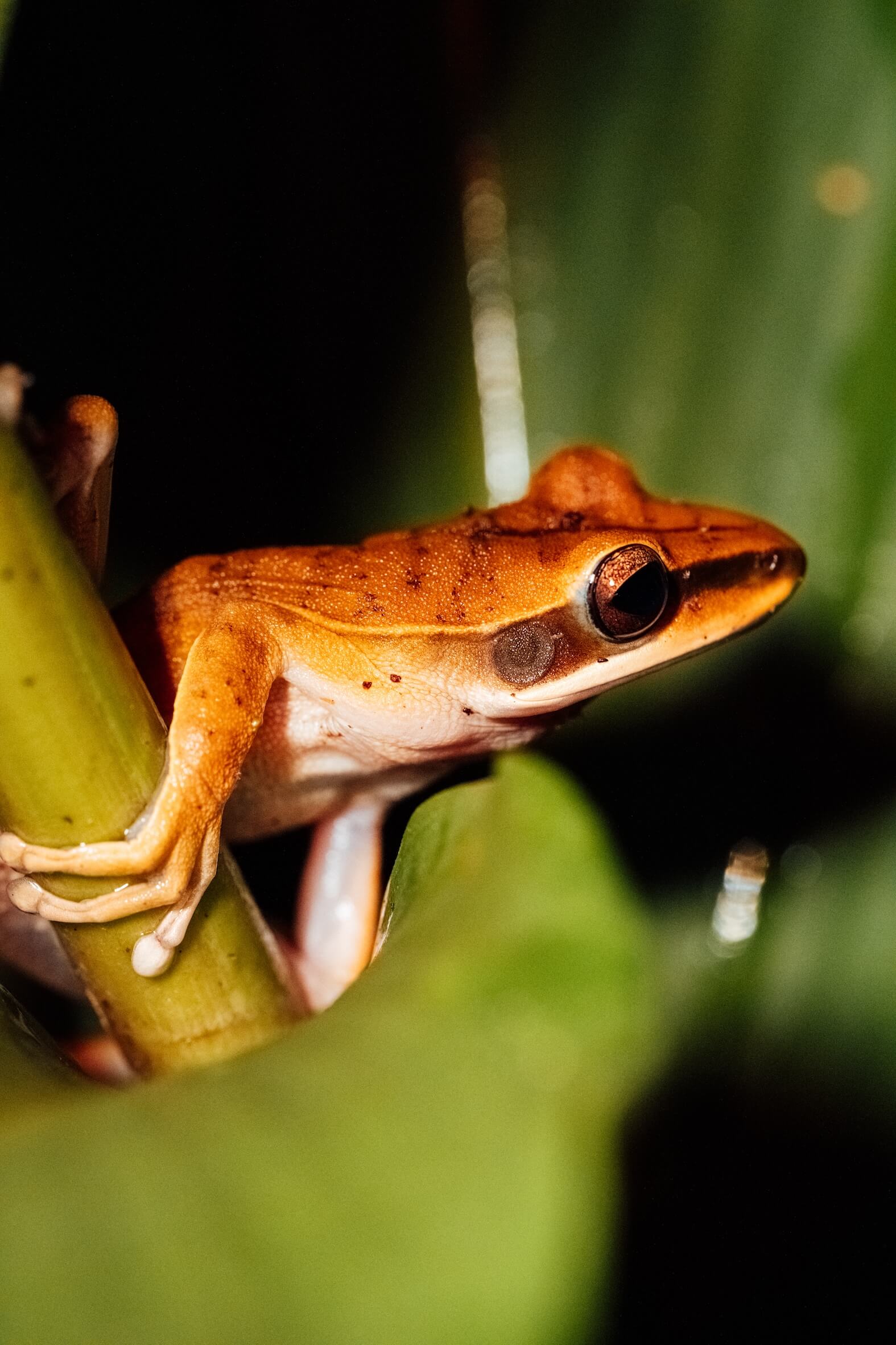 Wilderness International