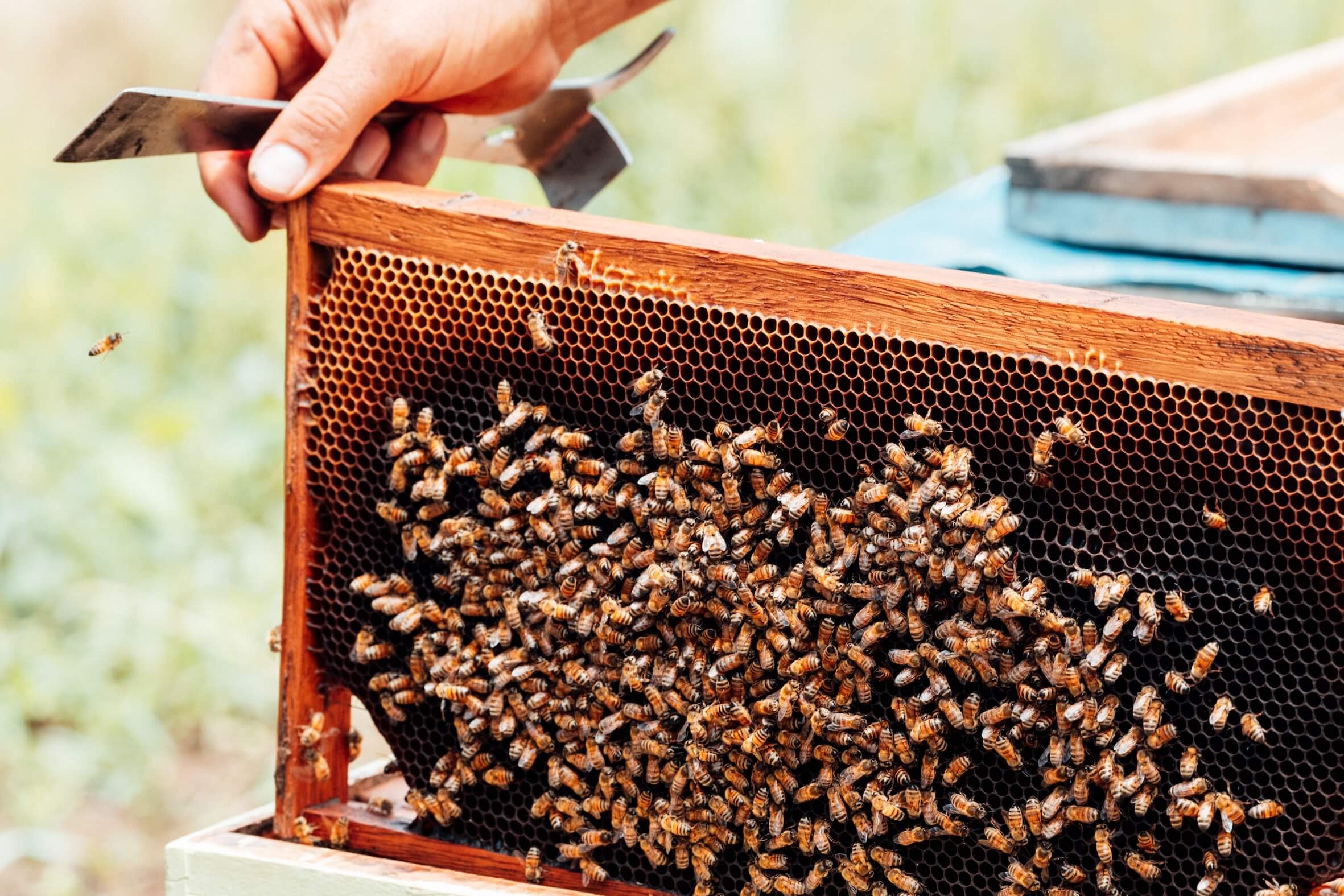 Wilderness International