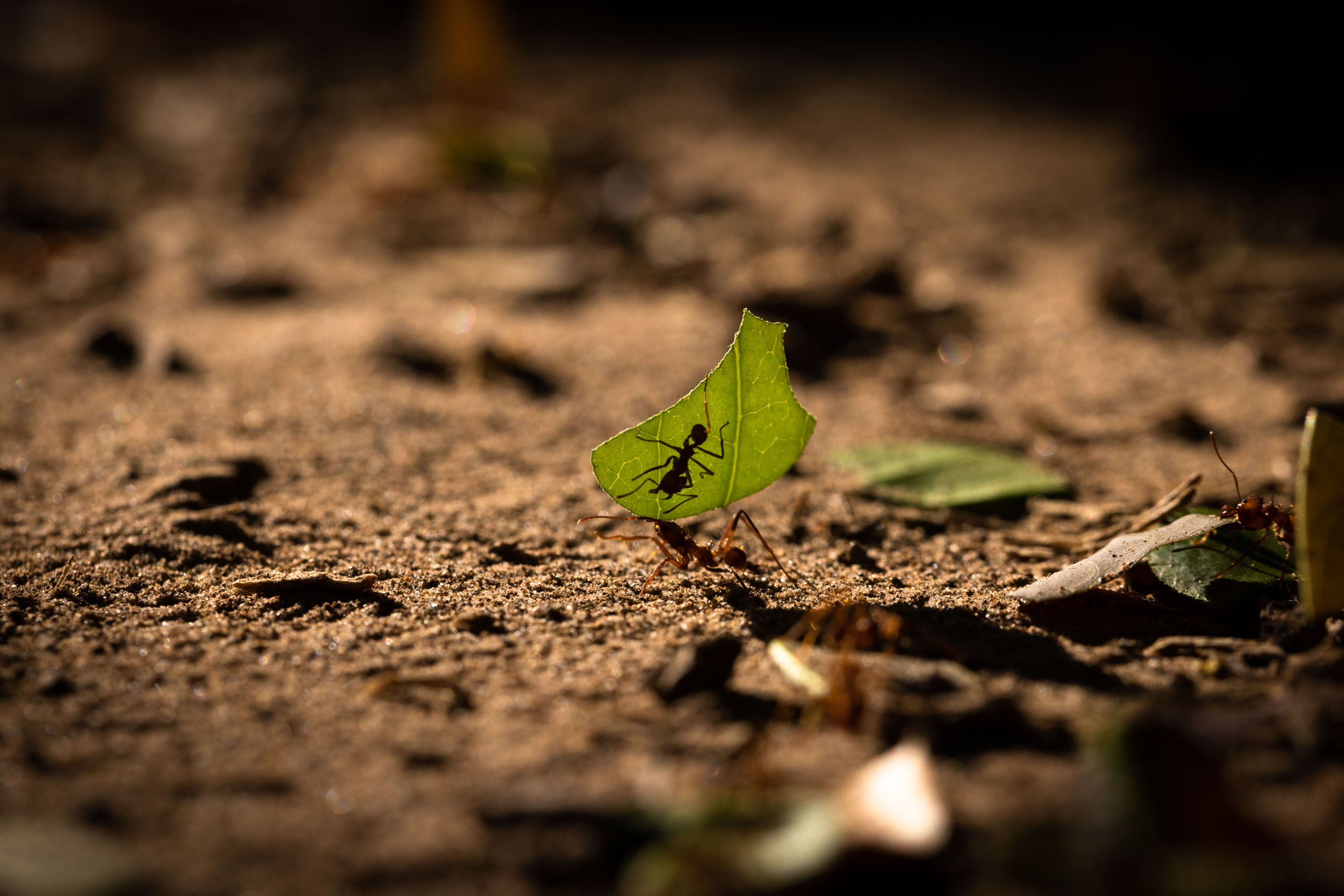 Wilderness International