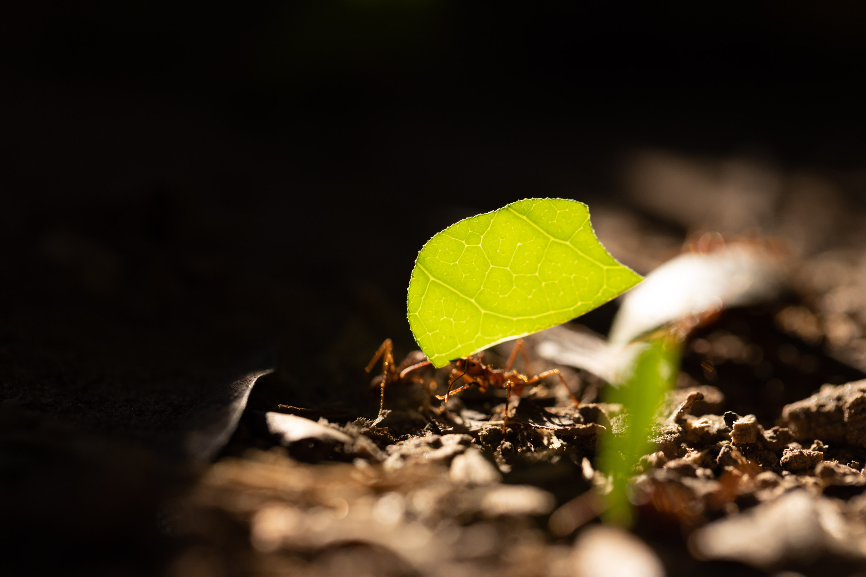 Blattschneideameise ganz nah