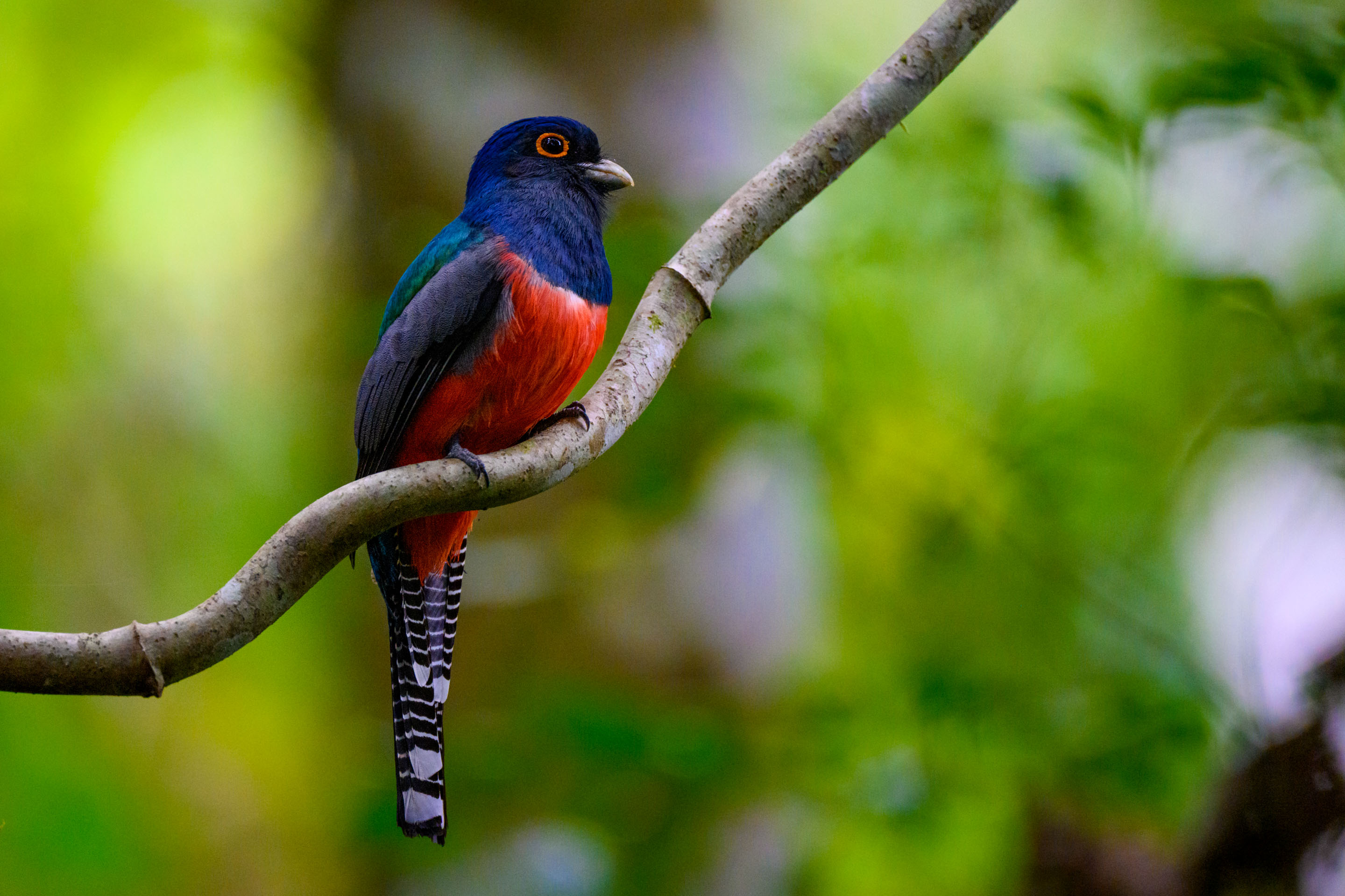 Wilderness International