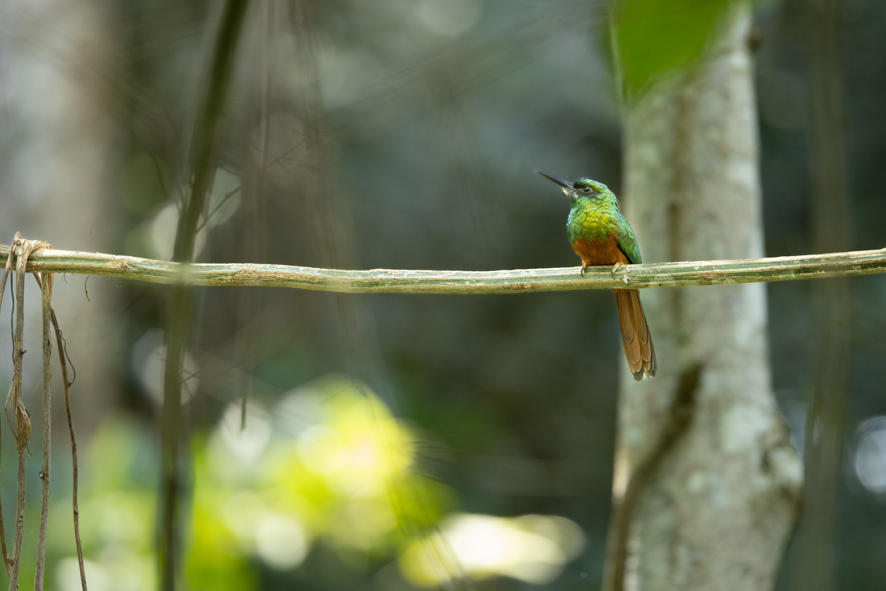 Wilderness International