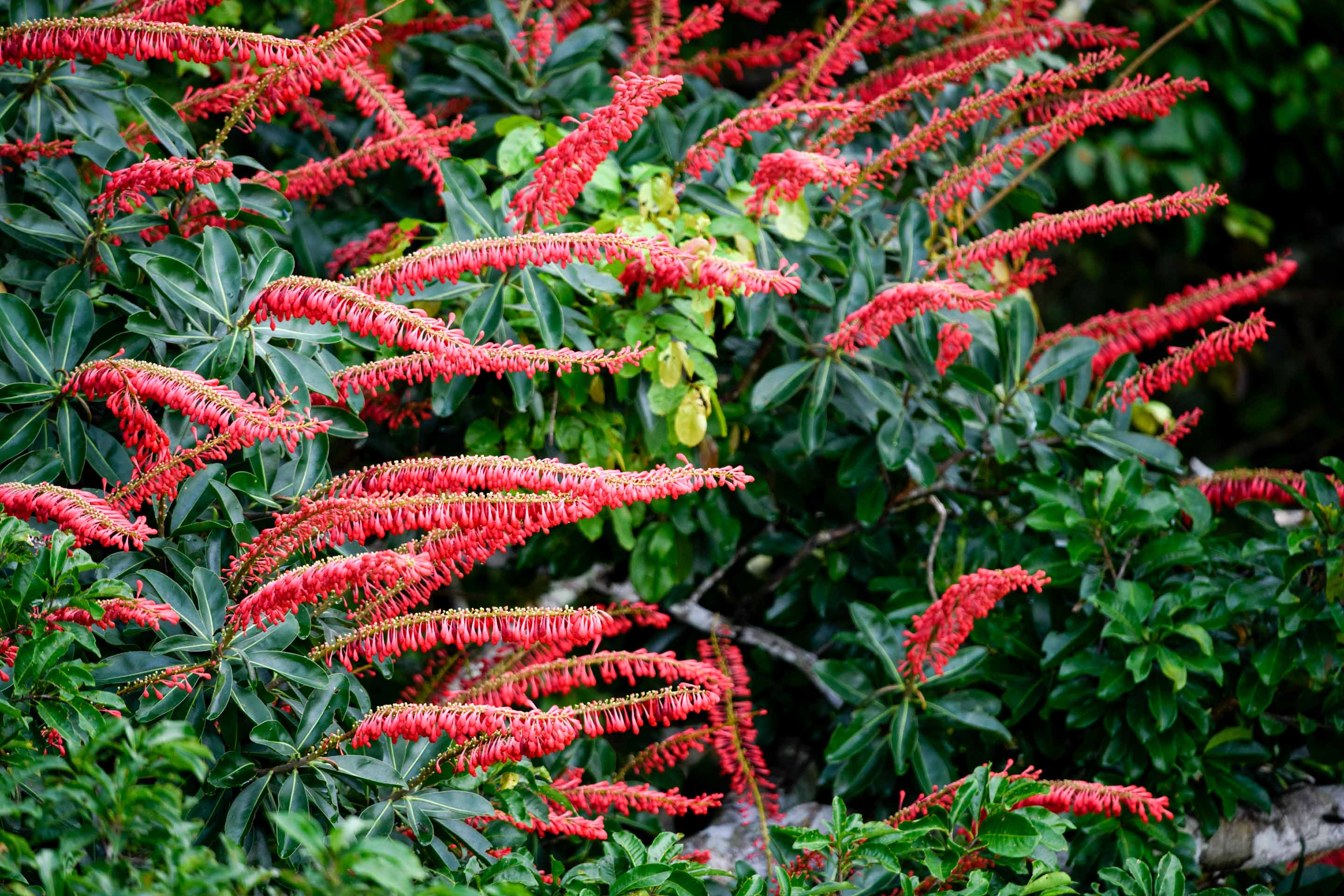 Wilderness International