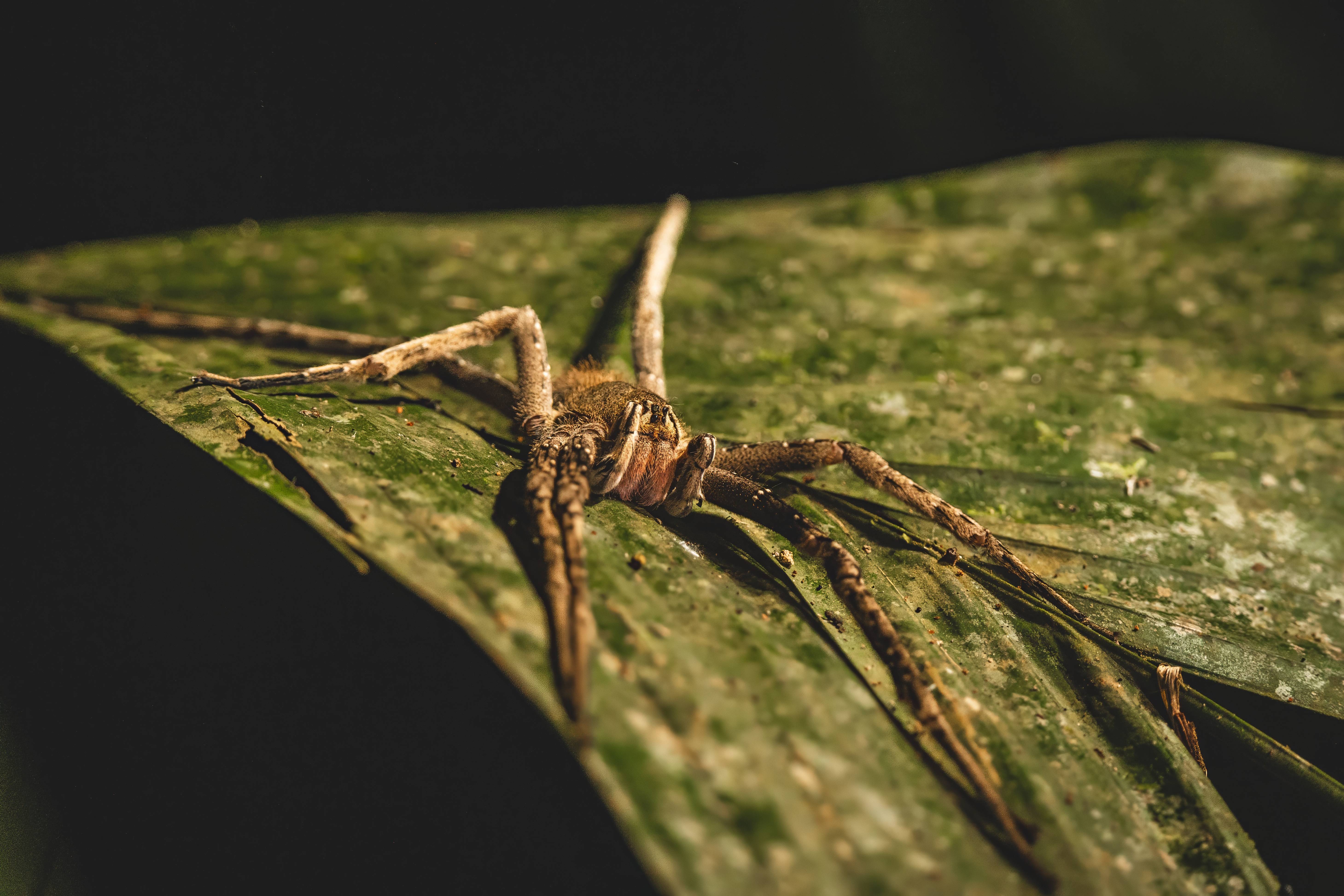 Wilderness International