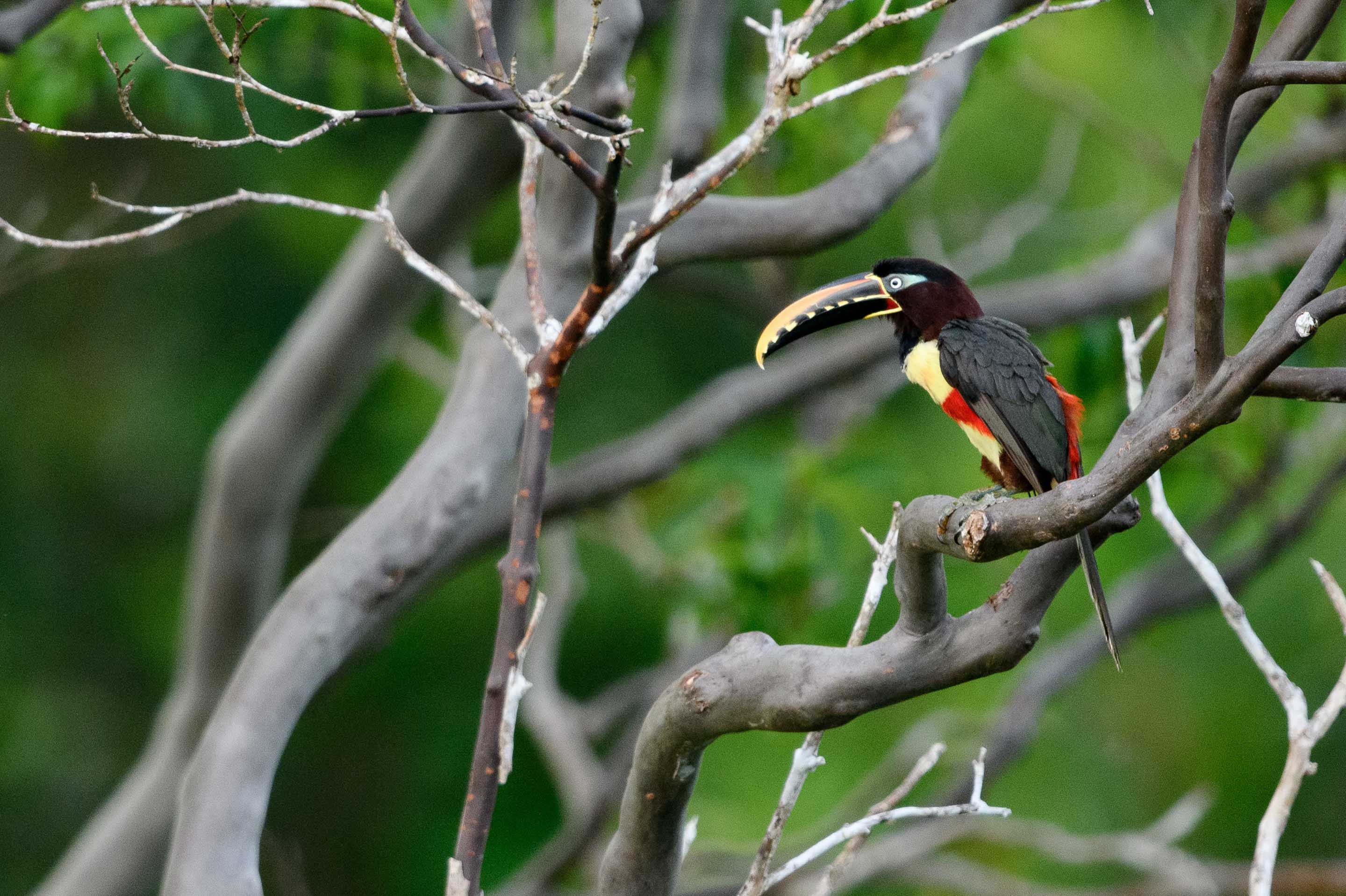 Braunohrarassari Peru