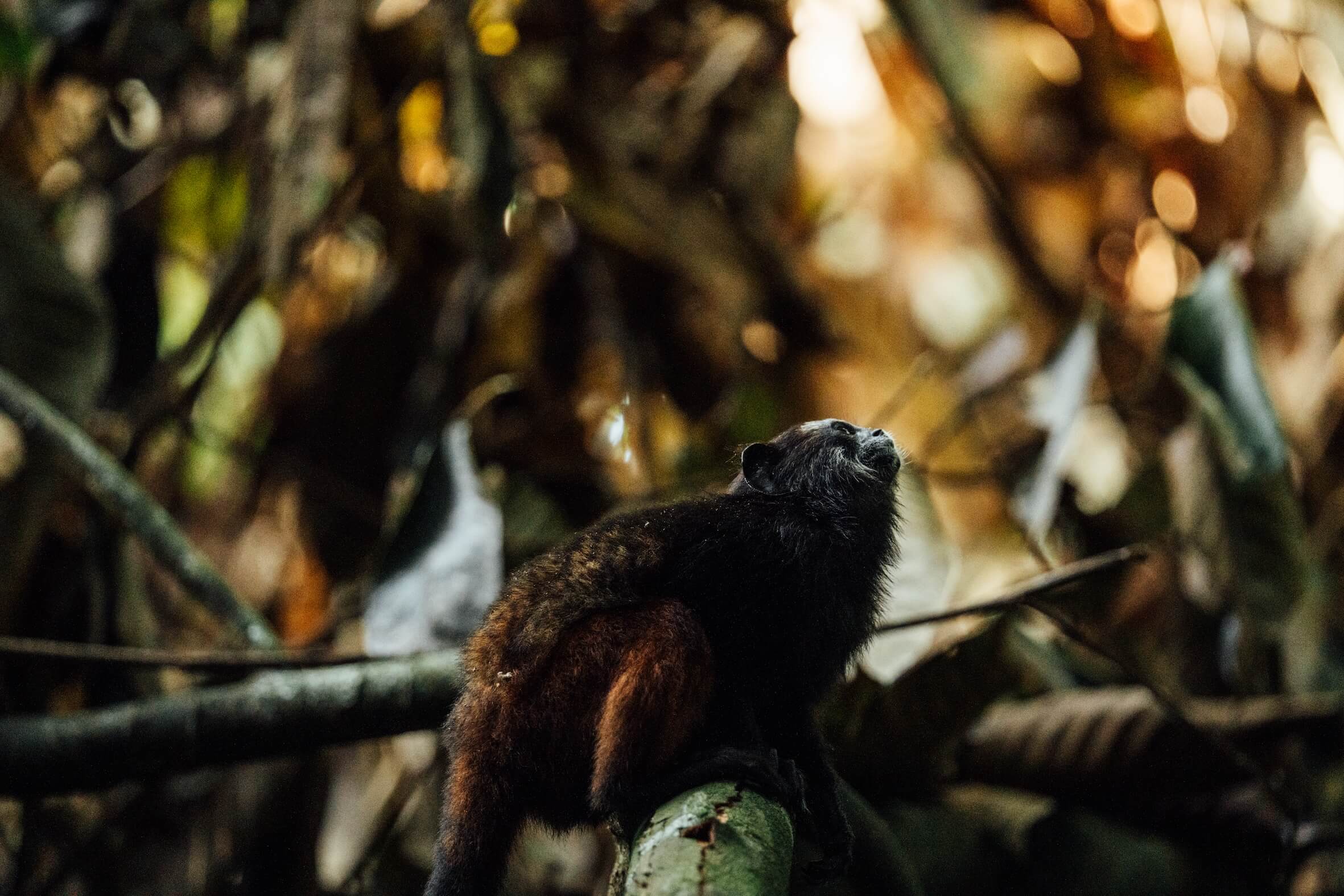 Wilderness International