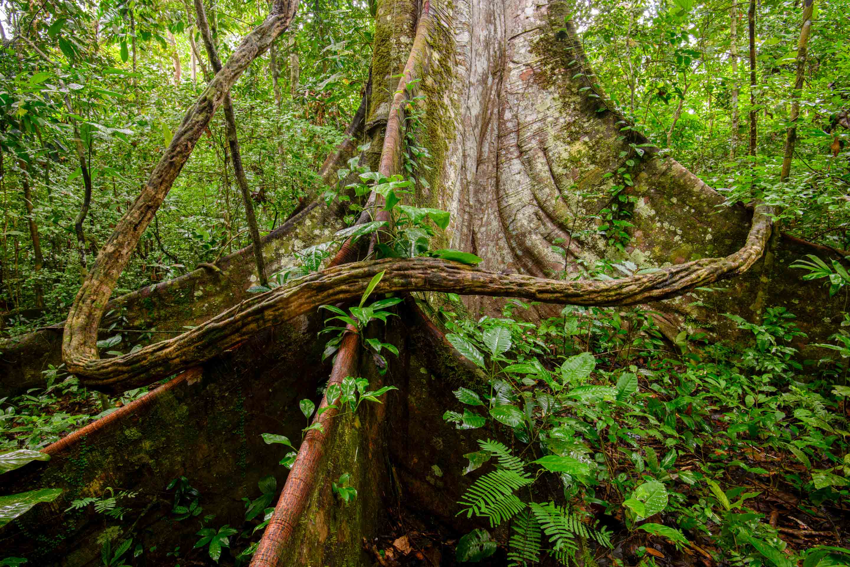 Wilderness International