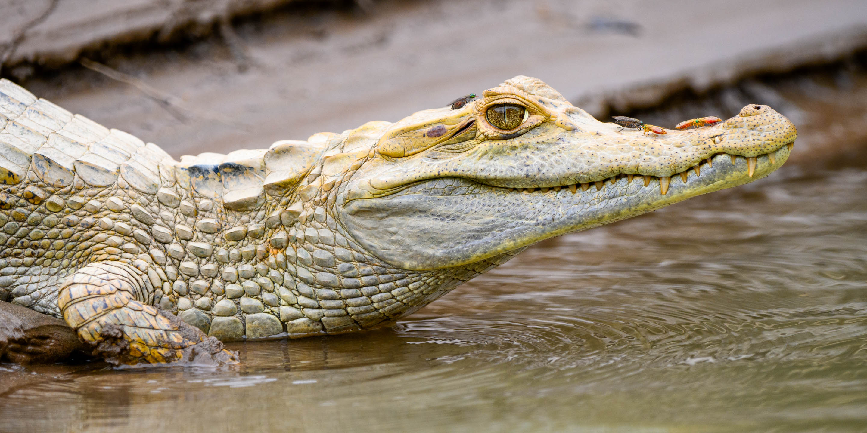 Caiman crocodilus