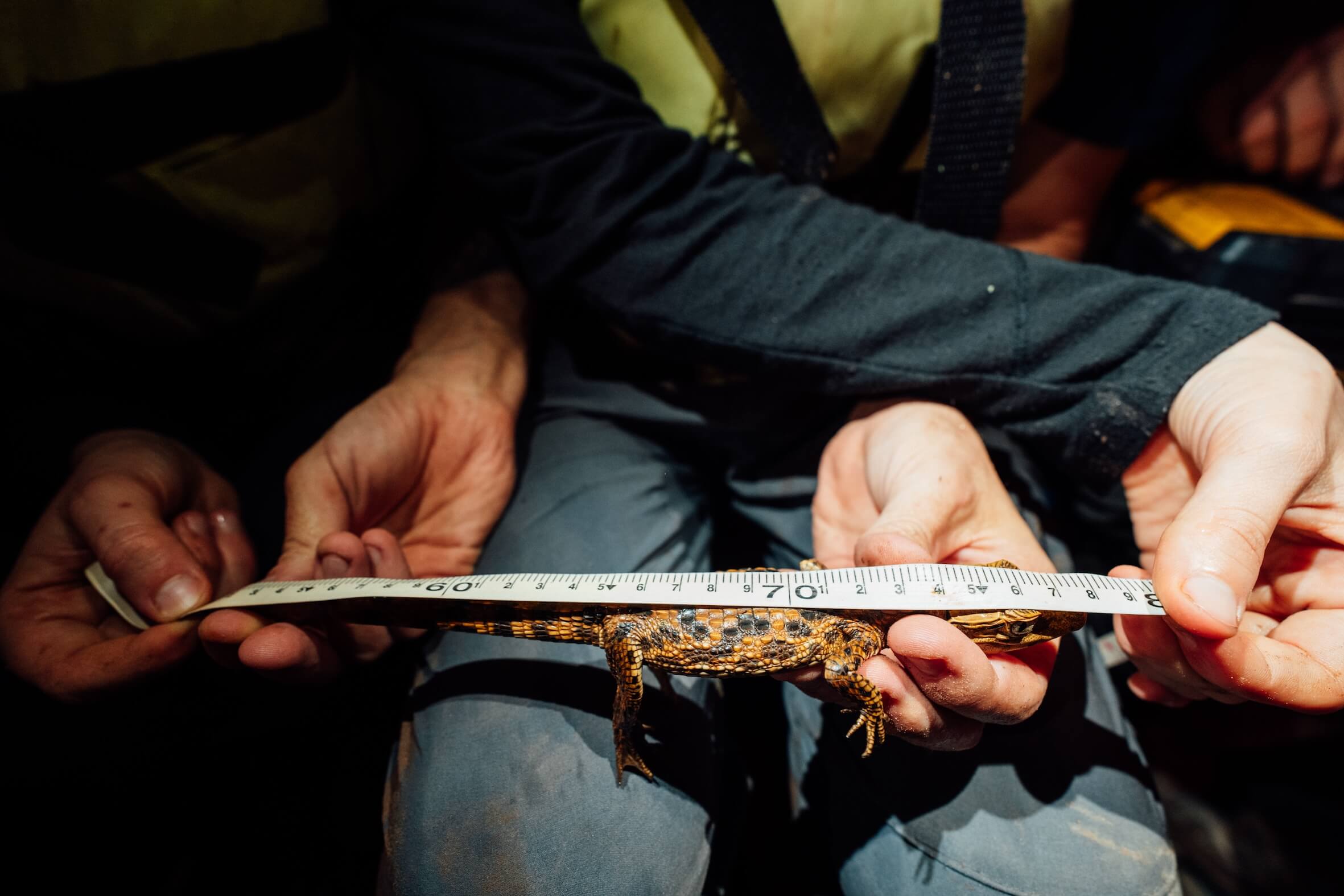 Wilderness International