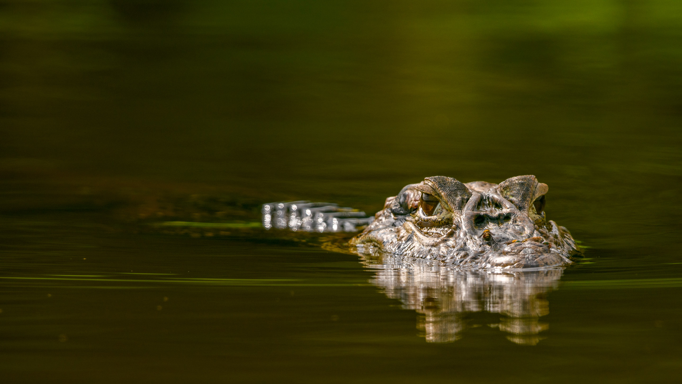 Wilderness International