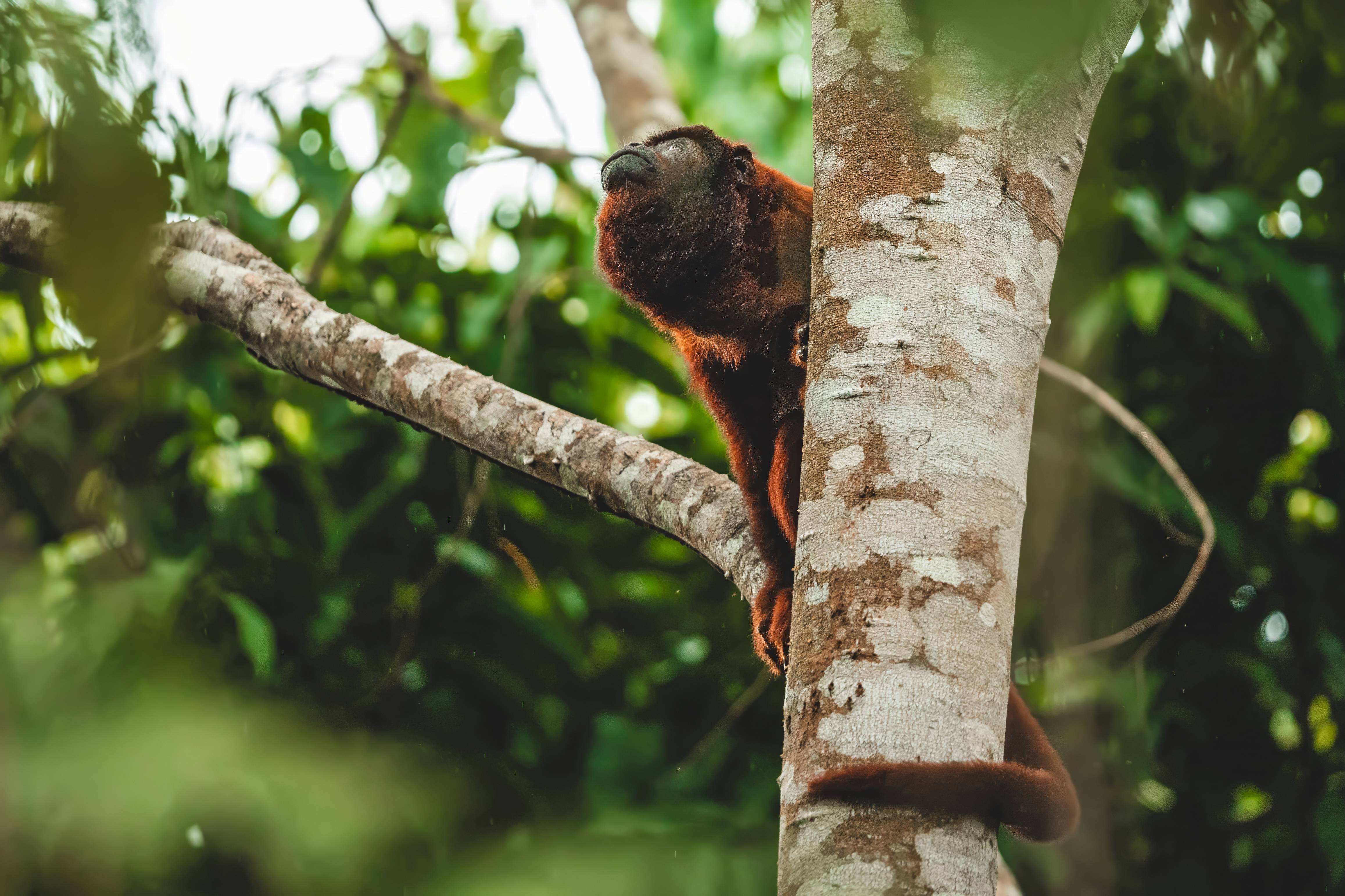 Wilderness International