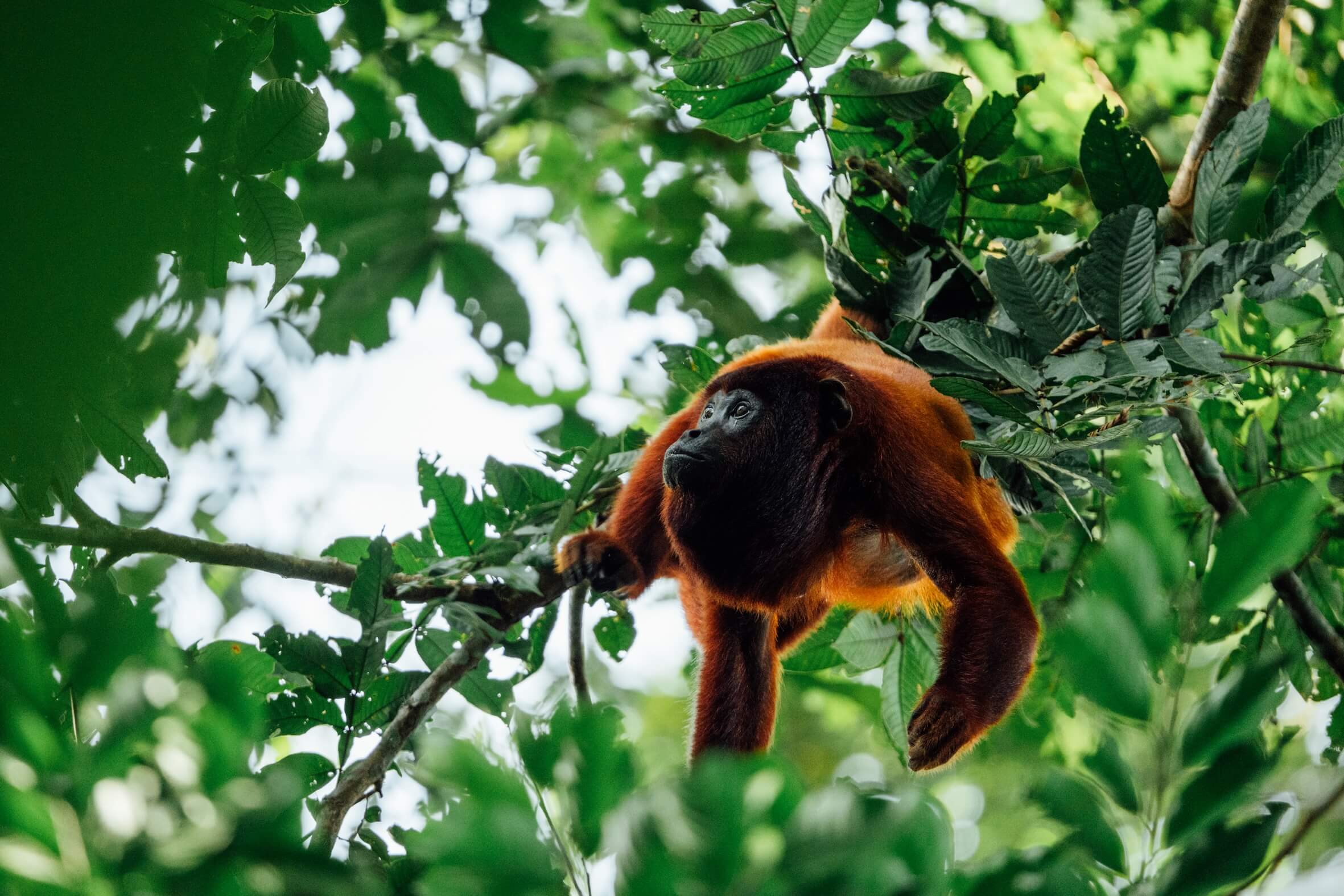 Wilderness International