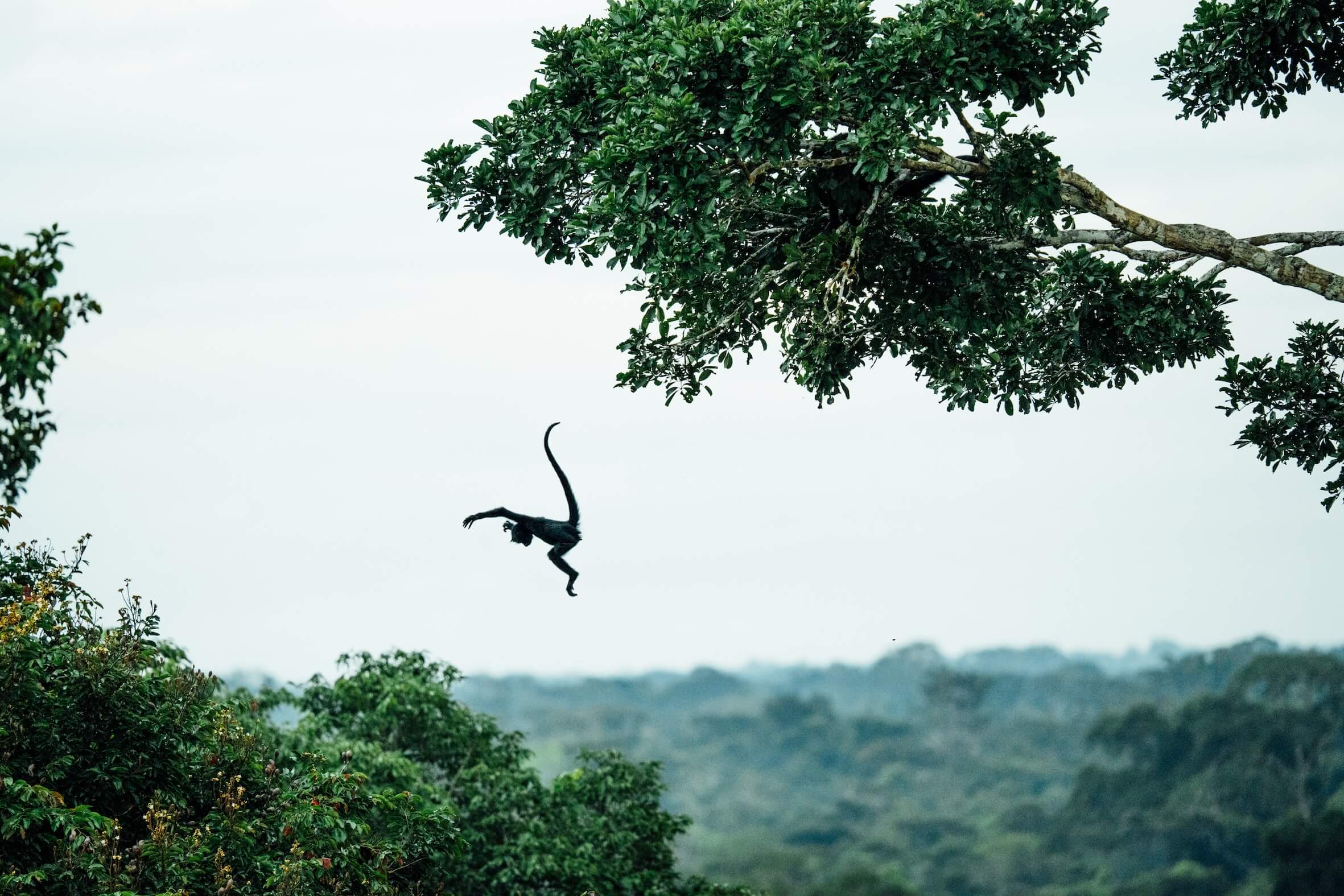 Wilderness International