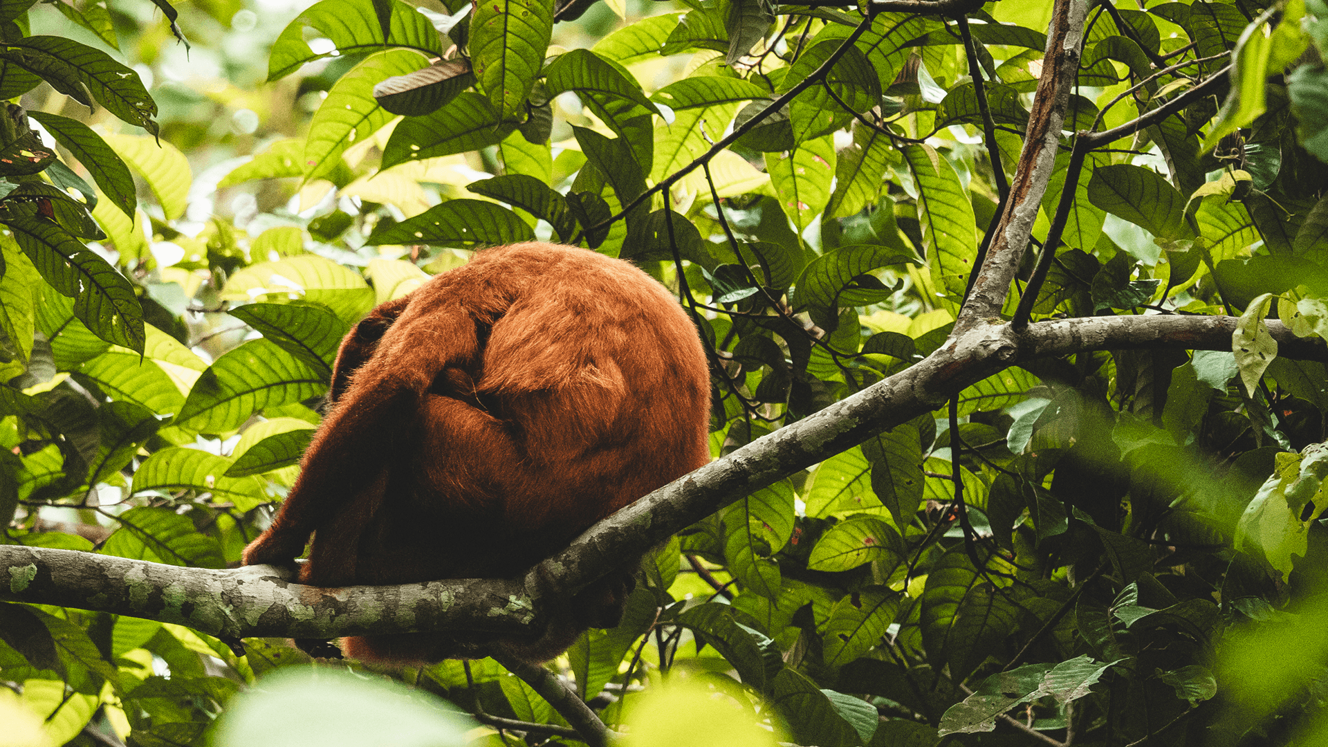 Wilderness International