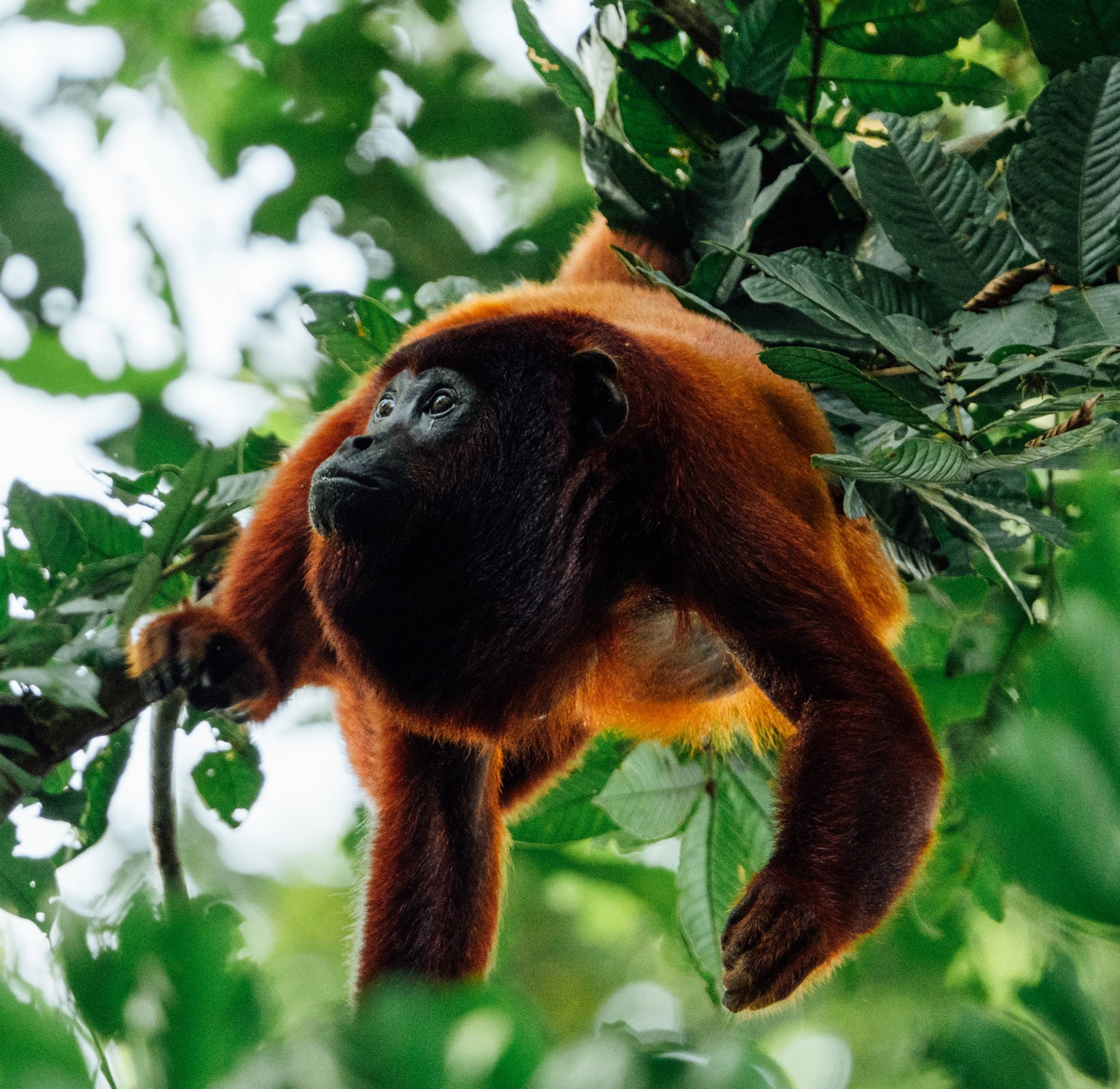 Wilderness International