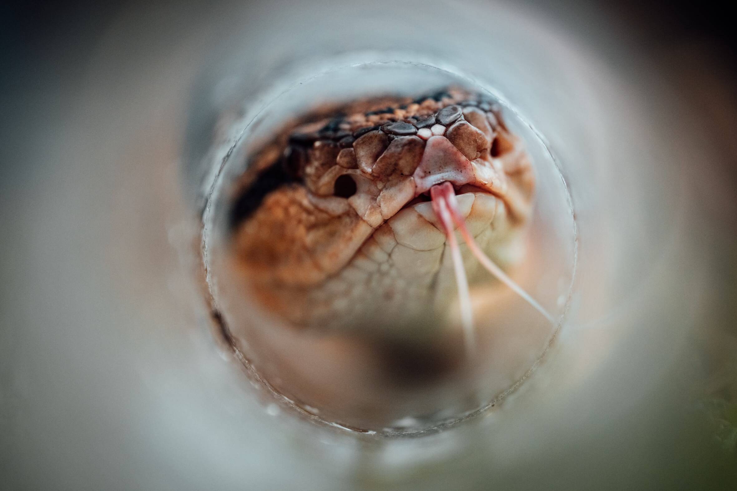 Wilderness International