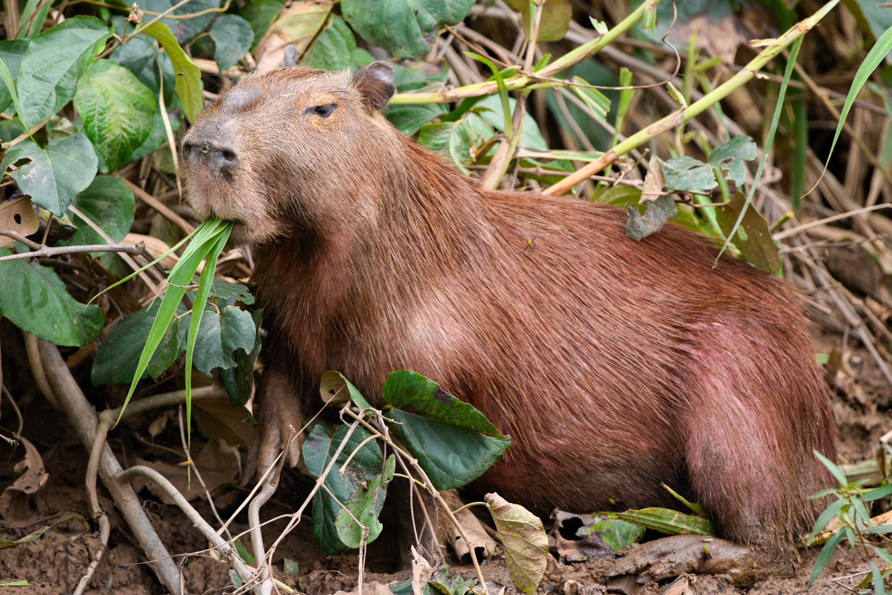 Fressendes Wasserschwein Wilderness International