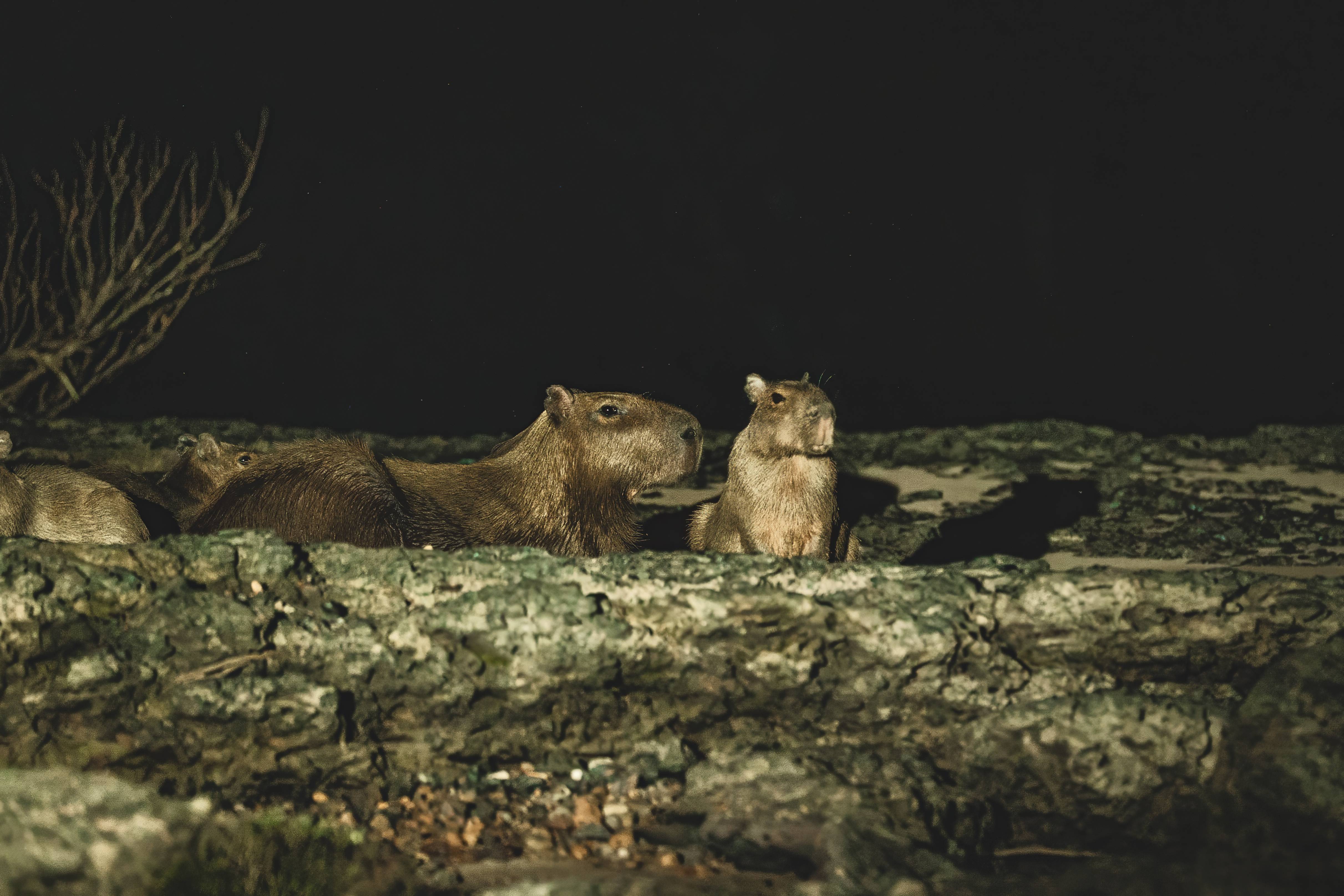 Wilderness International