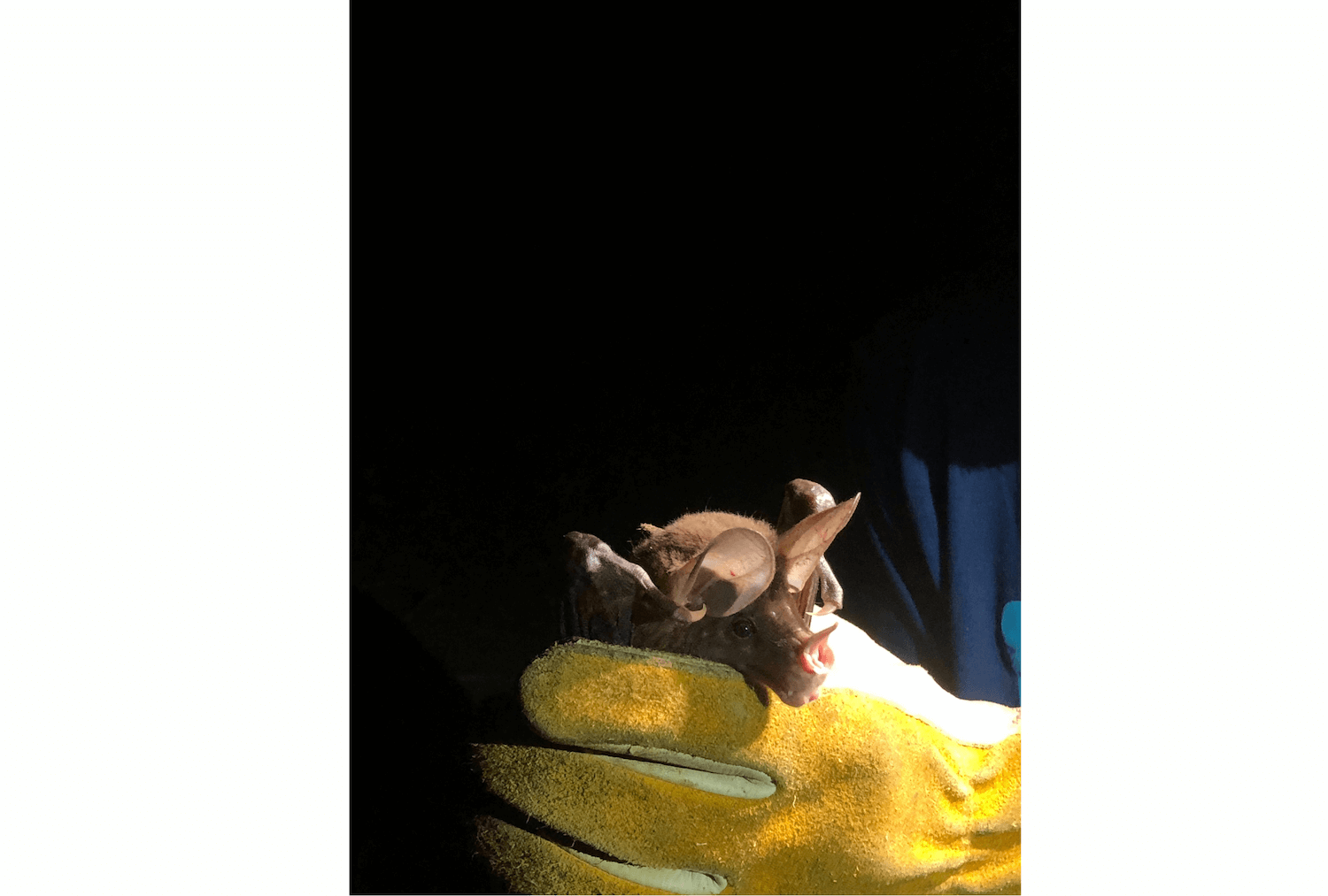 Wilderness International