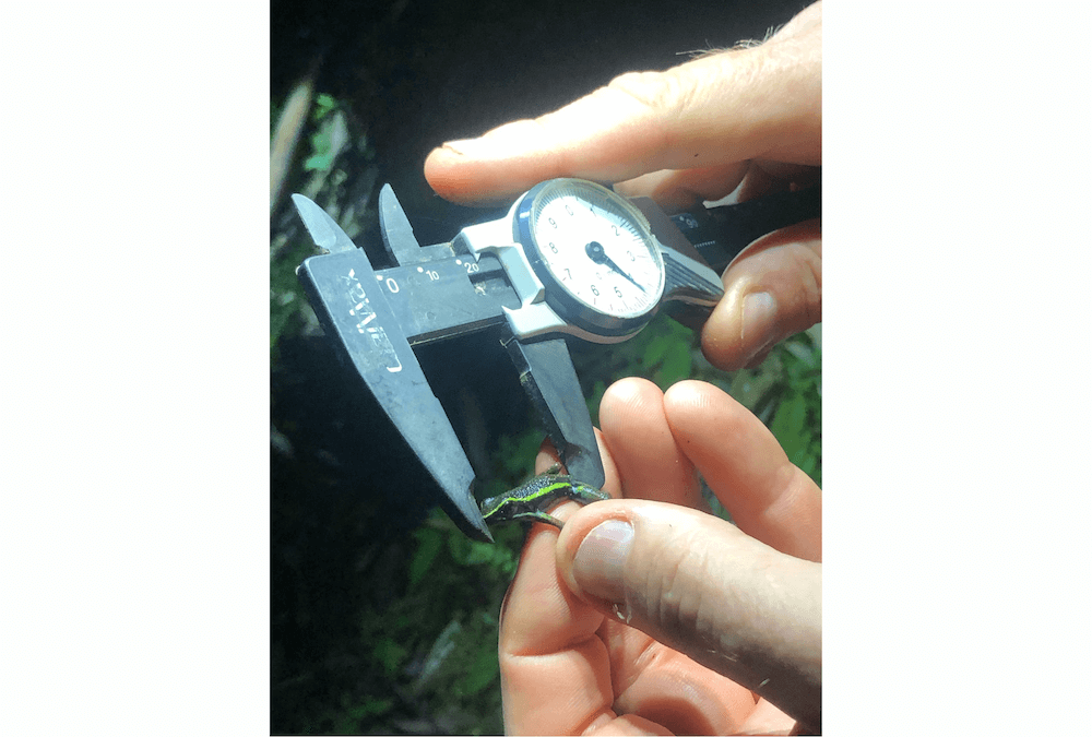 Wilderness International