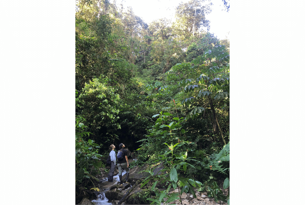 Wilderness International