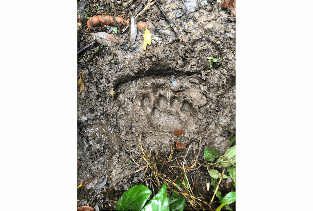 Wilderness International