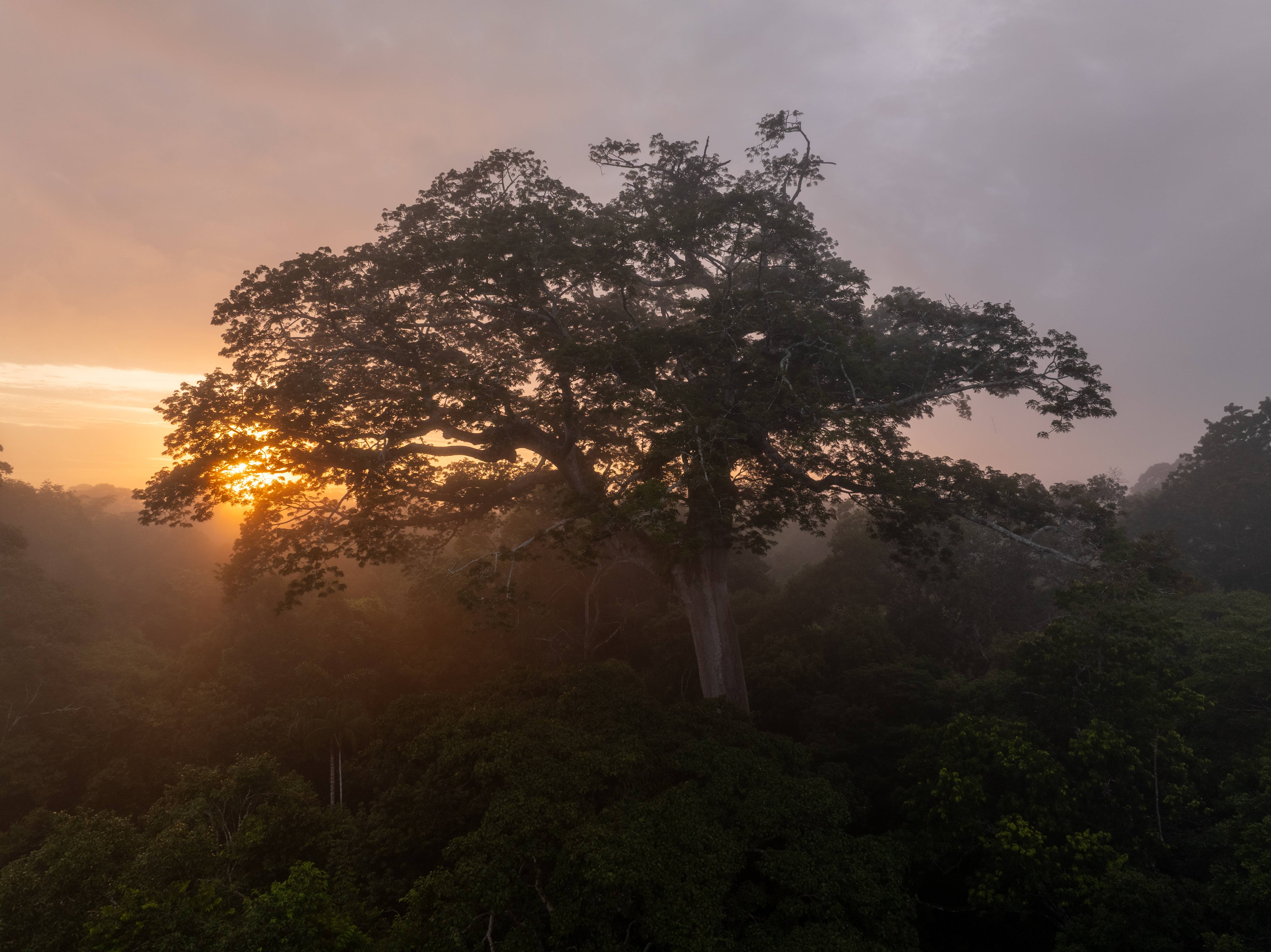 Imagen tomada con un dron de la selva peruana al amanecer, con un majestuoso árbol que se eleva sobre la selva tropical cubierta de niebla, símbolo de la protección de la biodiversidad mediante donaciones testamentarias y legados a Wilderness International.
