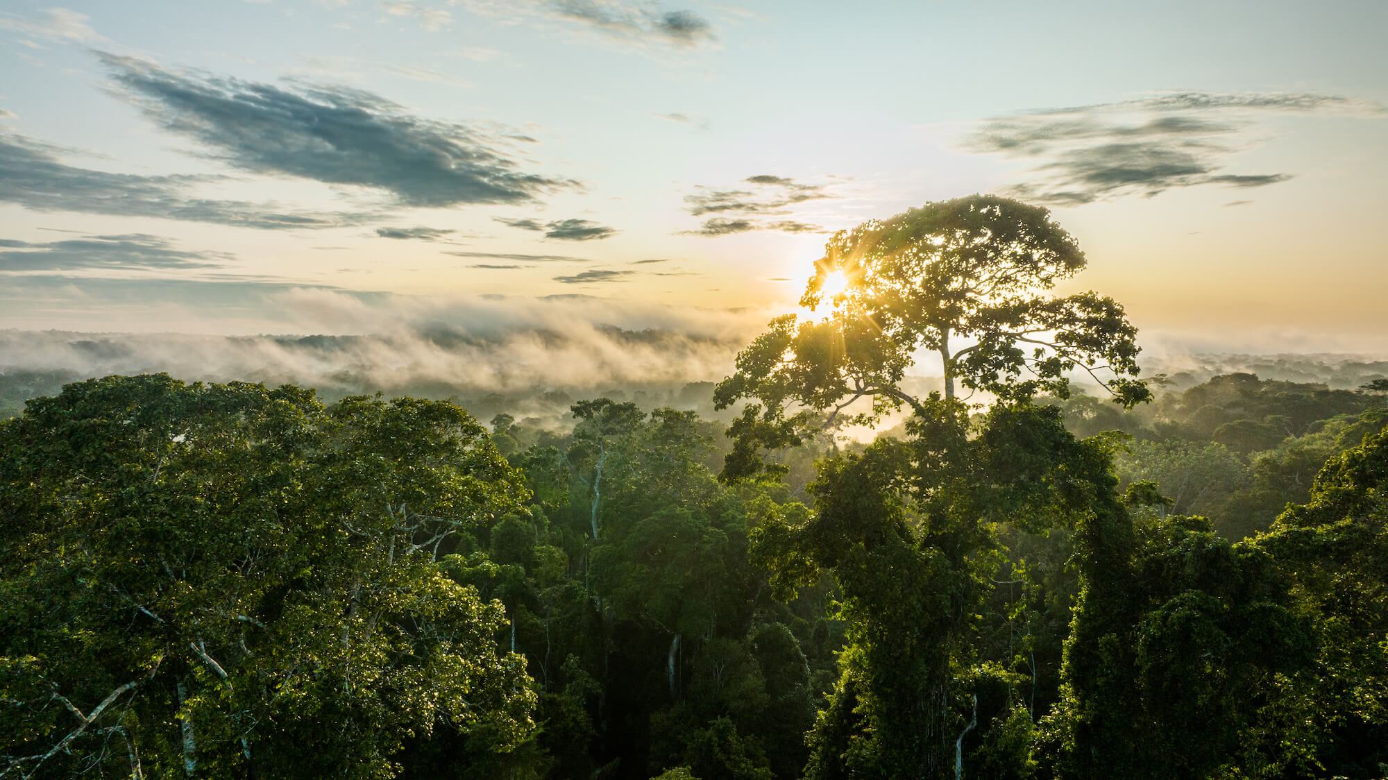 Wilderness International