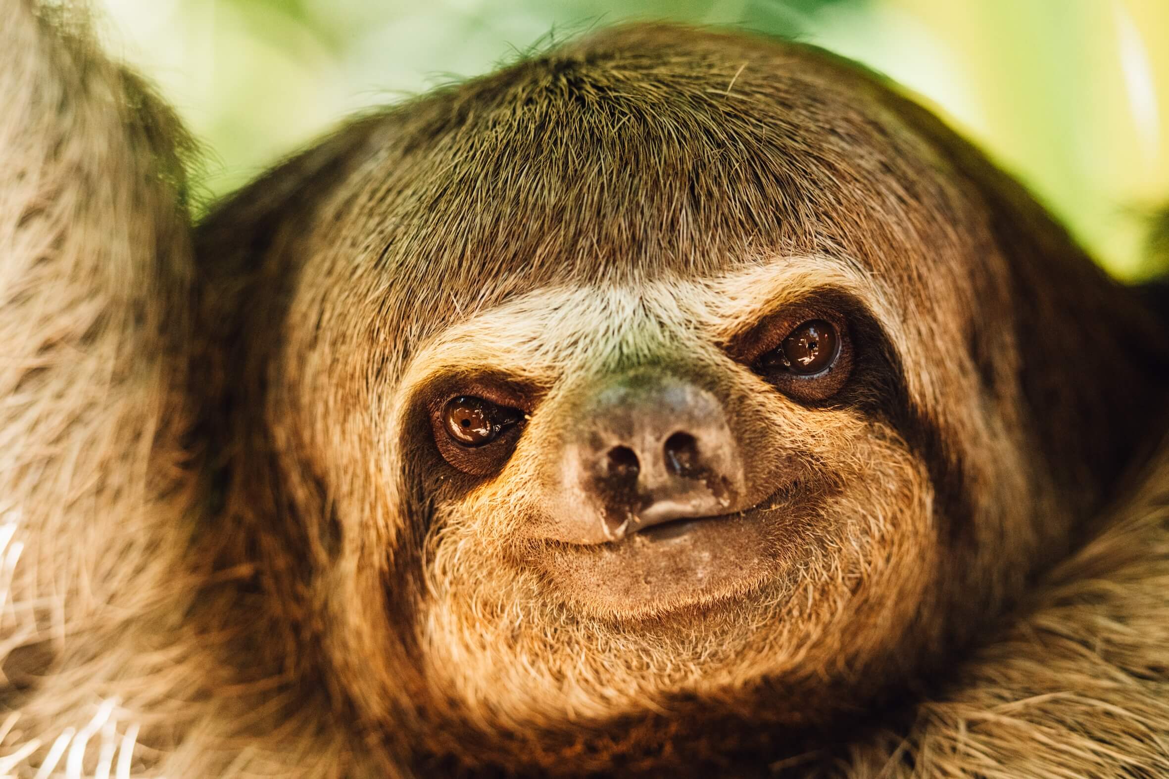 Wilderness International