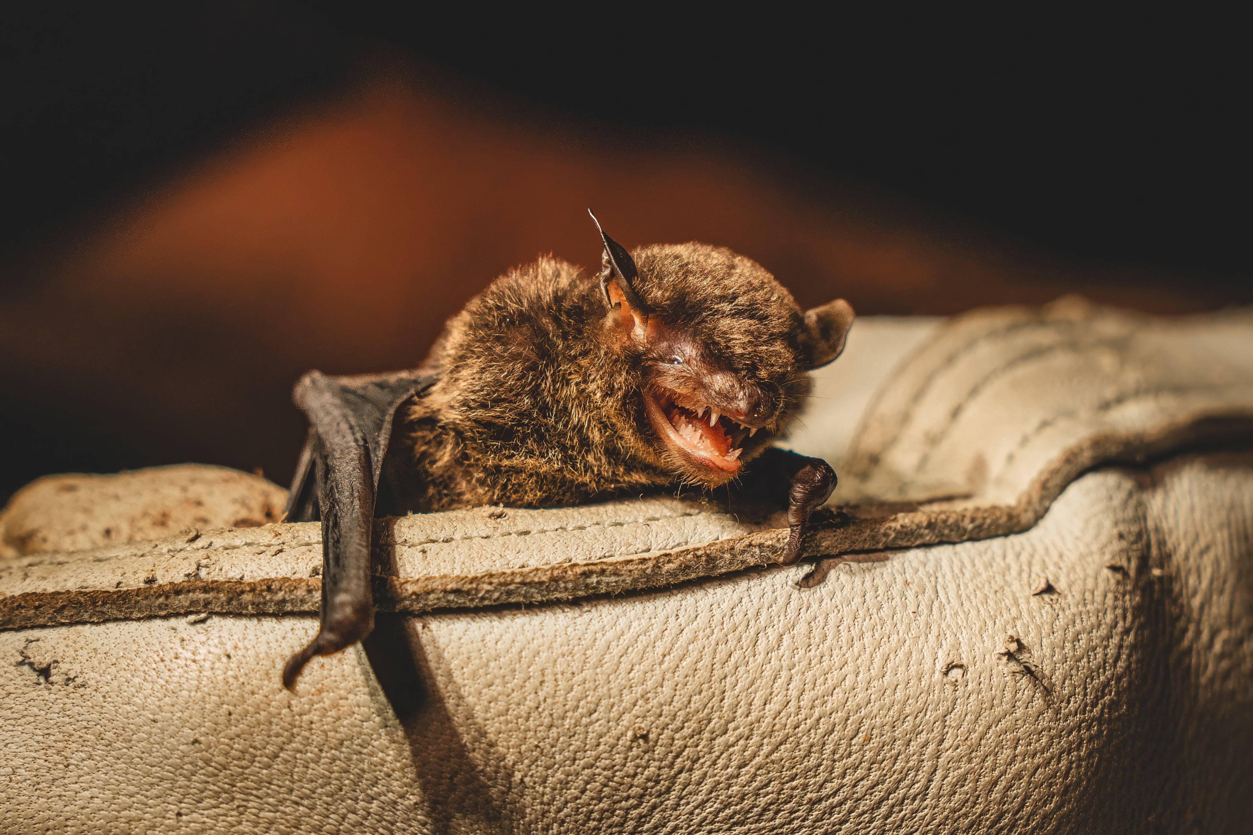 Wilderness International