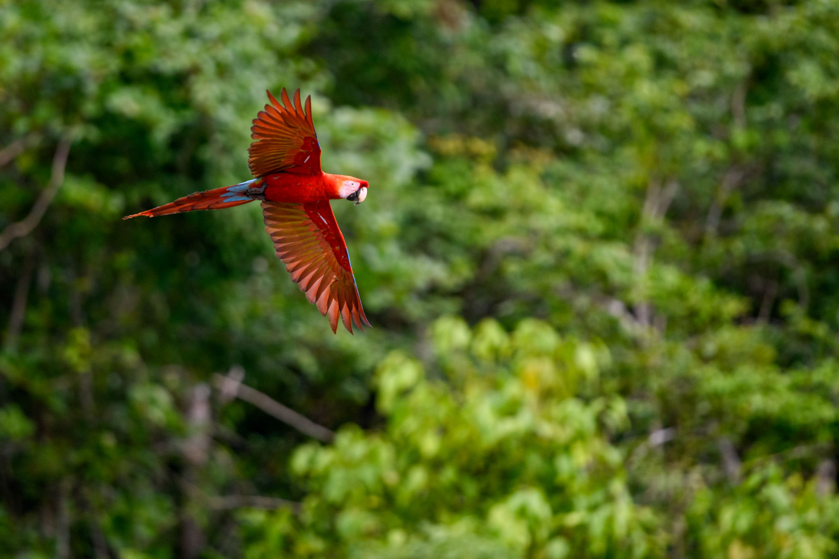 Wilderness International