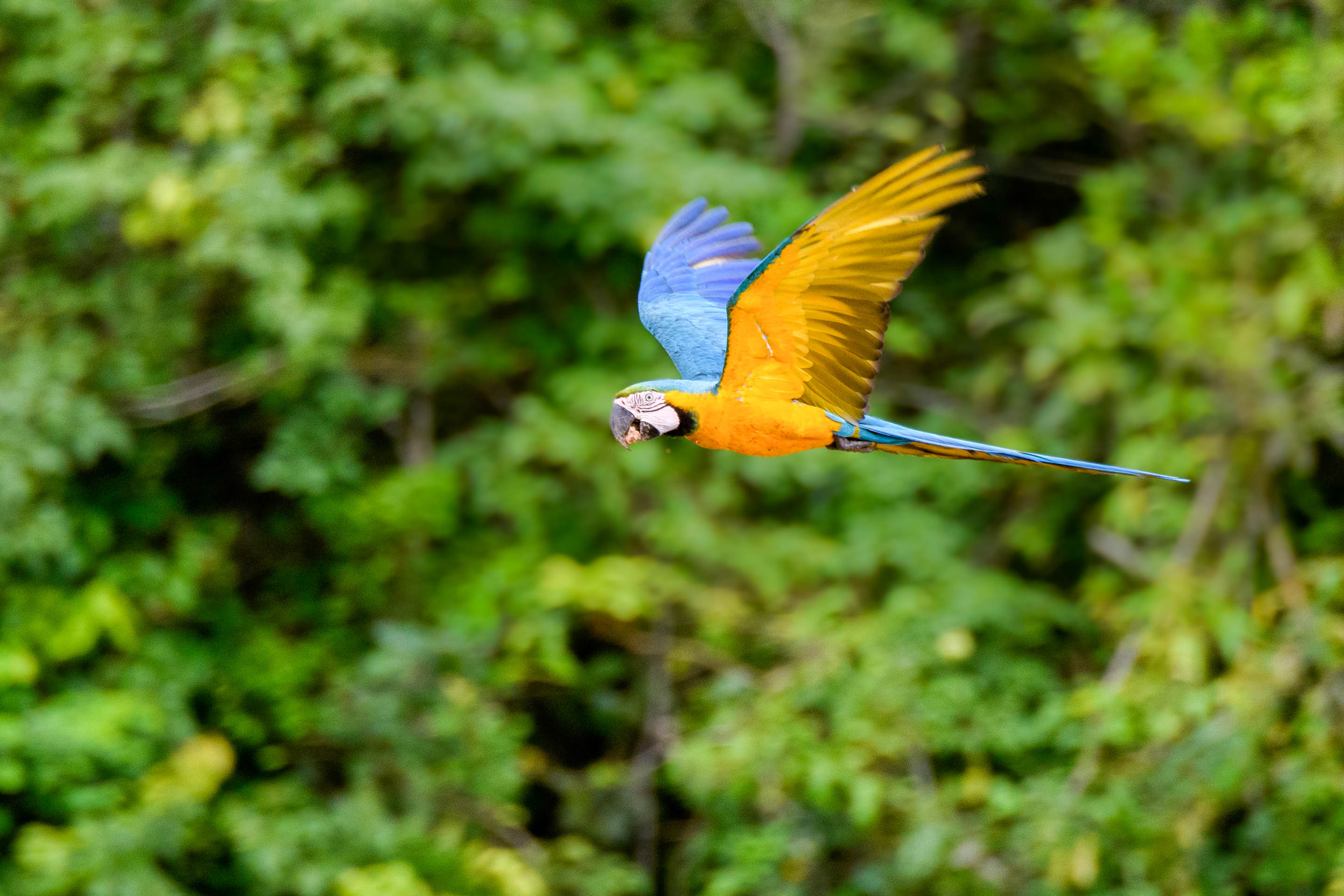 Fliegender Gelbbrustara im Regenwald in Peru